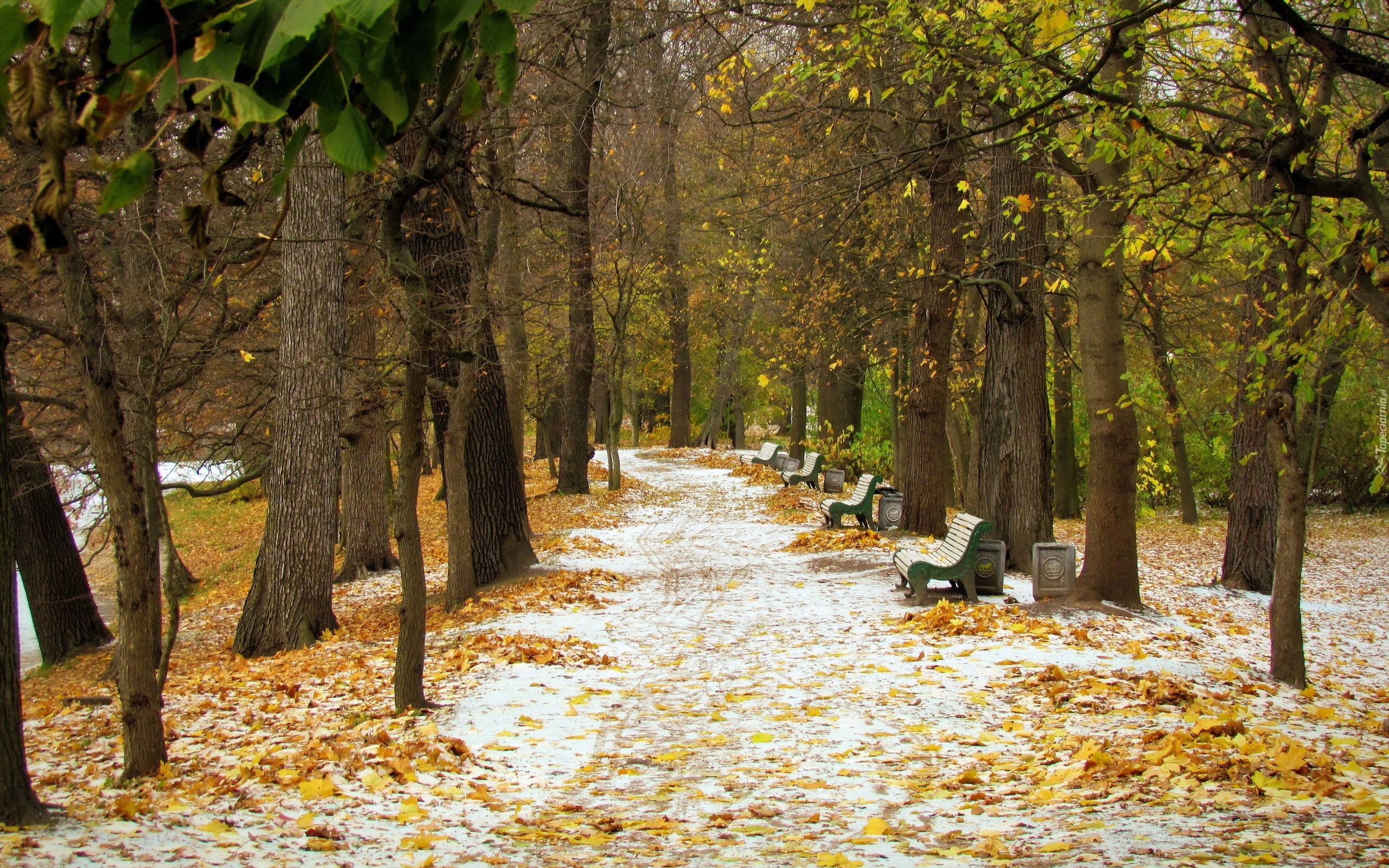 Park, Ścieżka, Ławki