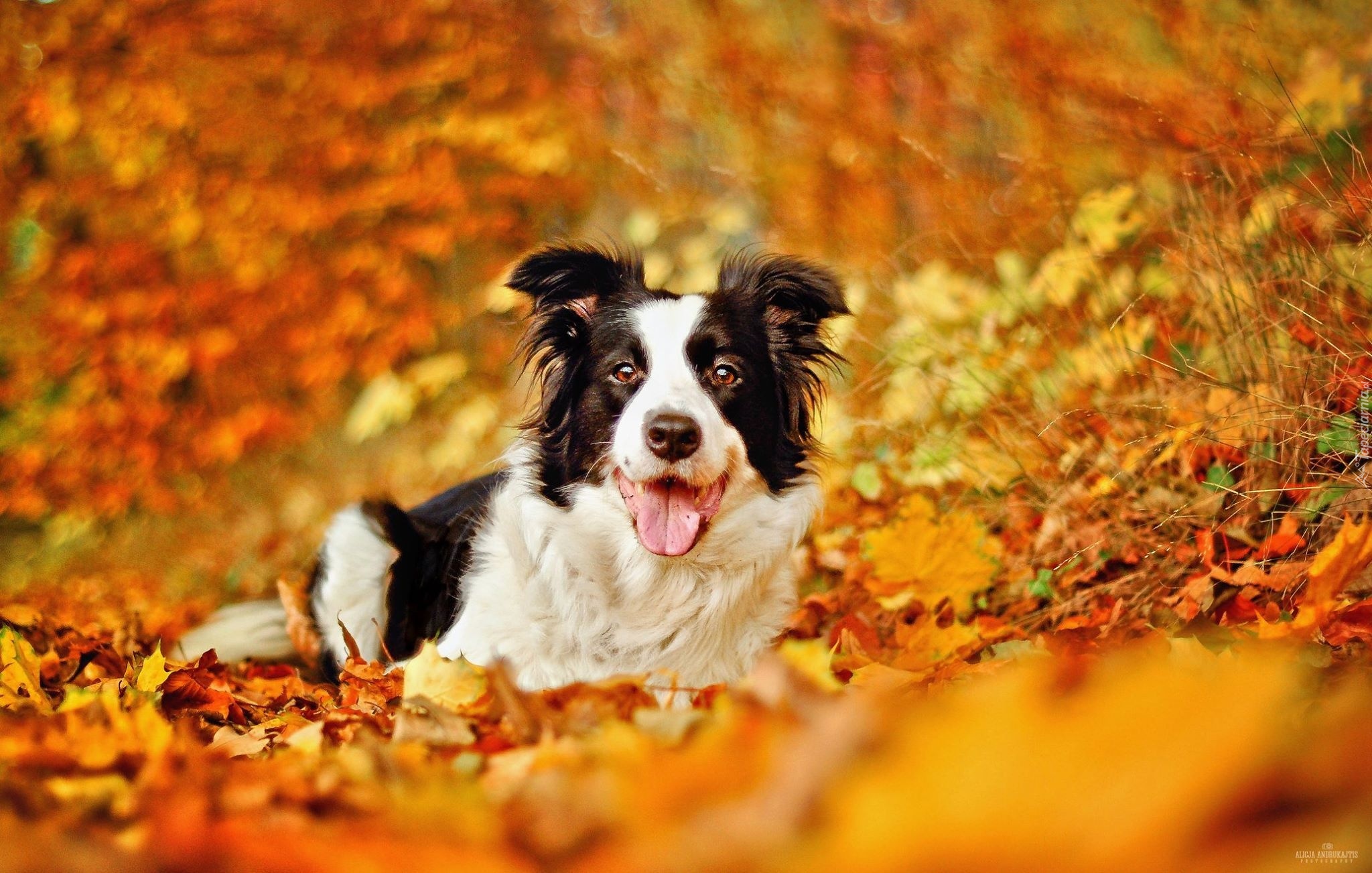 Pies, Border Collie, Jesień, Liście