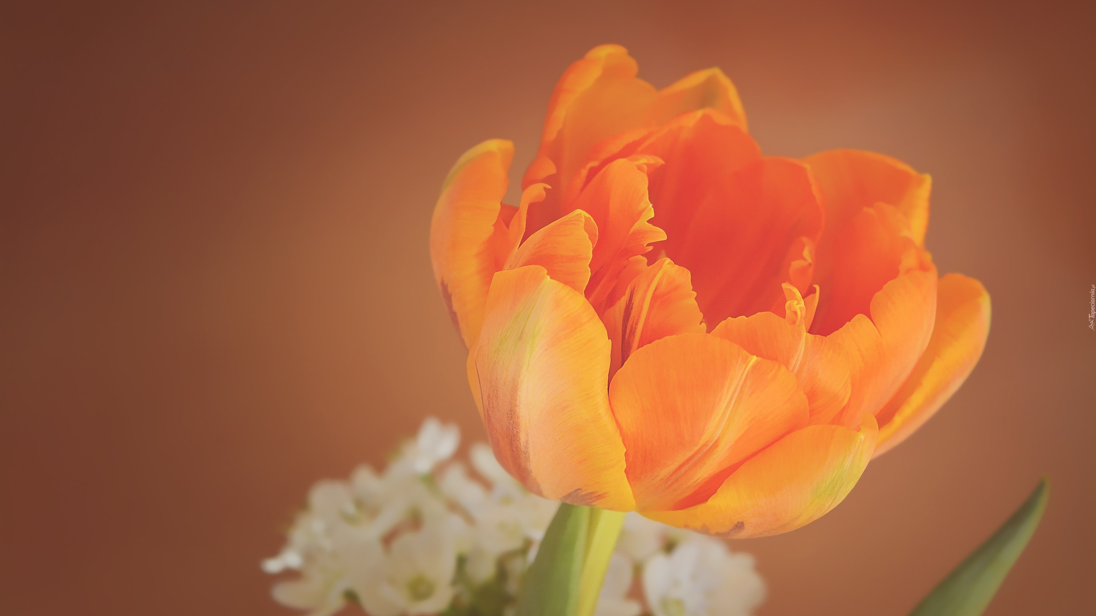 Tulipan, Pomarańczowy