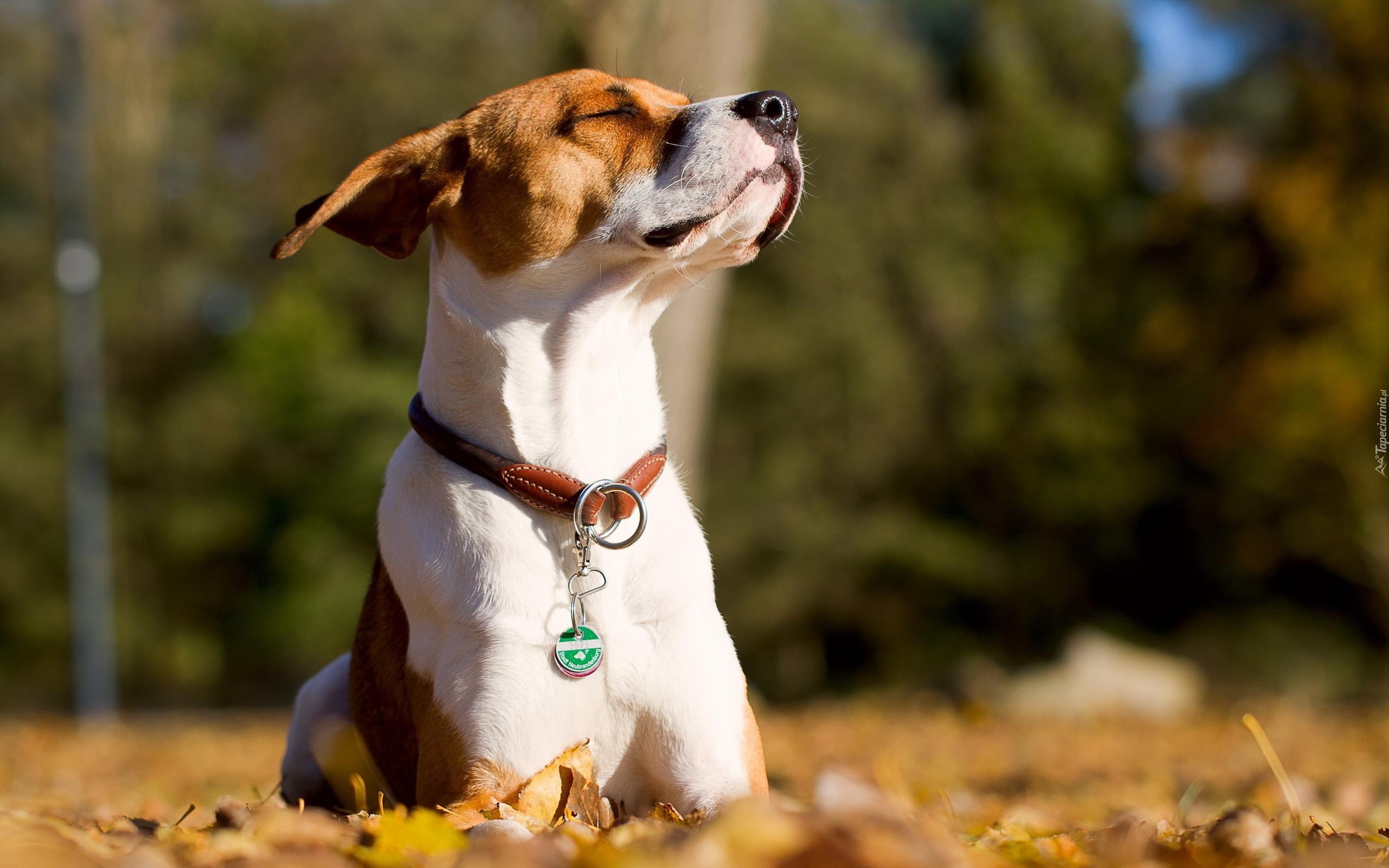 Pies, Jack Russell, Jesień, Liście