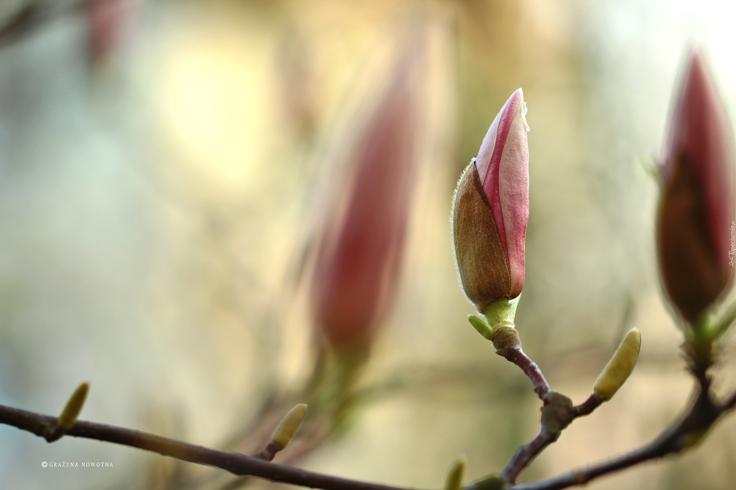 Różowa, Magnolia, Krzew, Pąki