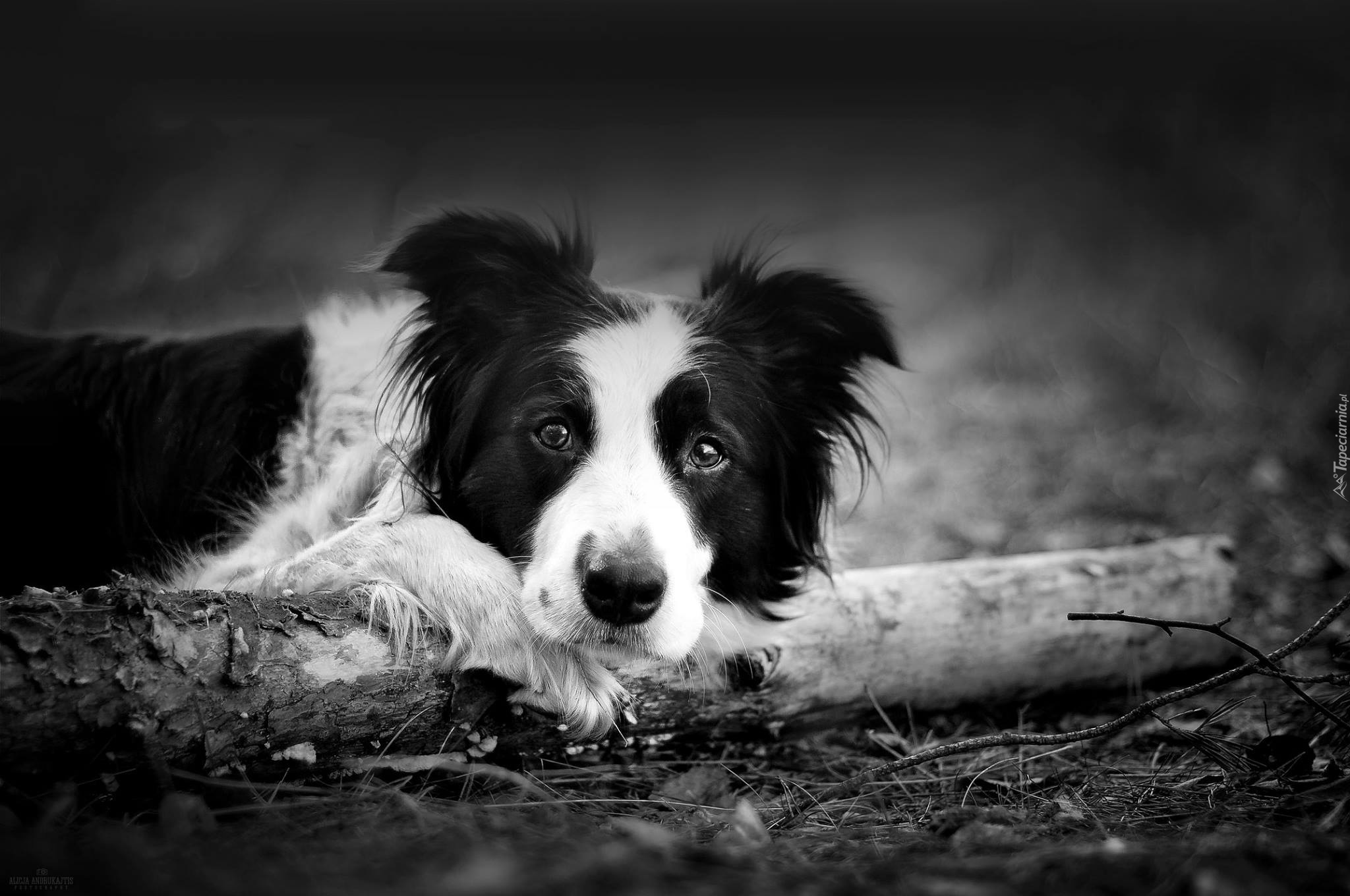 Border Collie, Drewno, Czarno, Białe