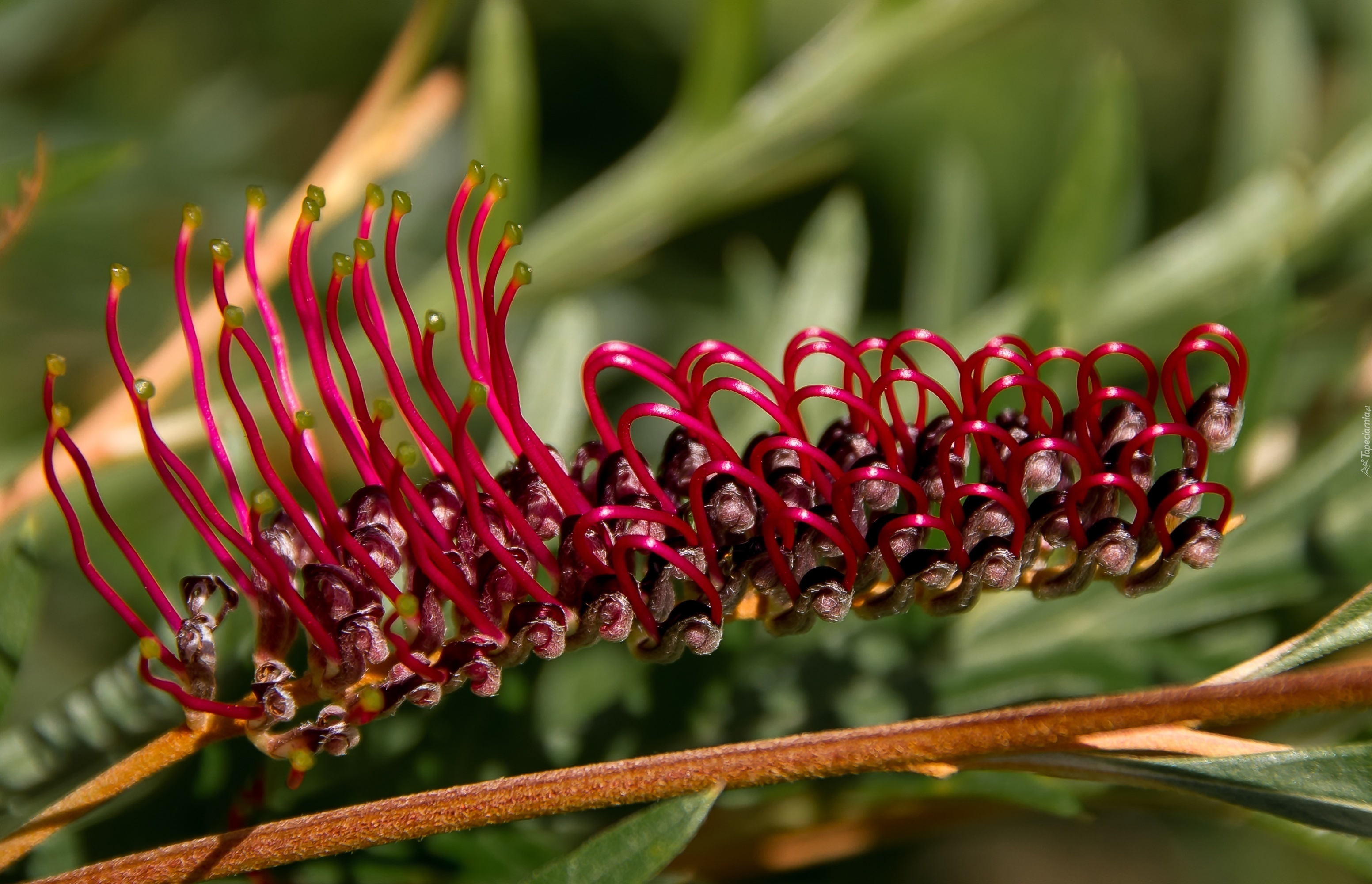 Grevillea, Kwiat australijski