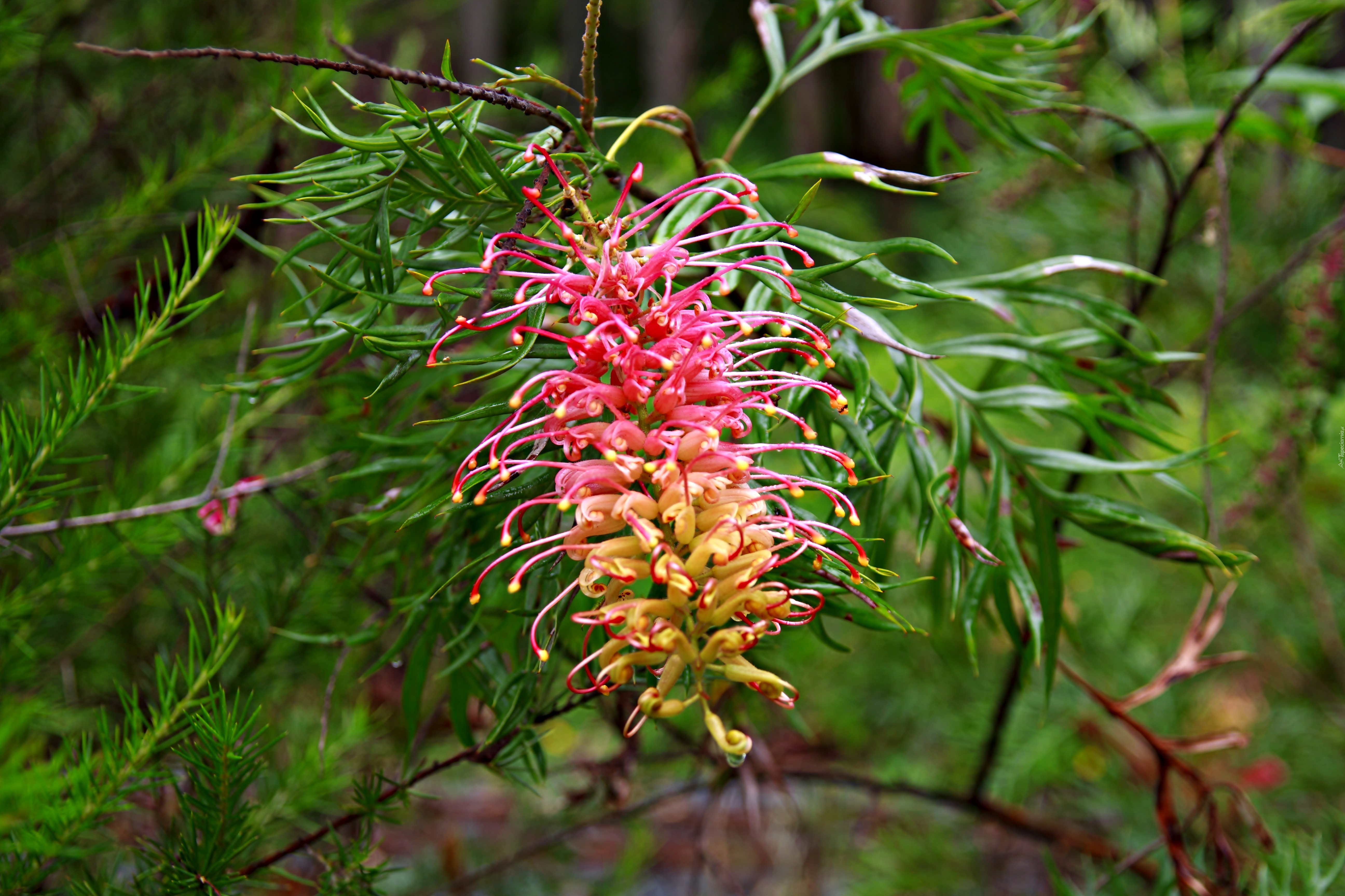 Grevillea, Kwiat, Gałązki