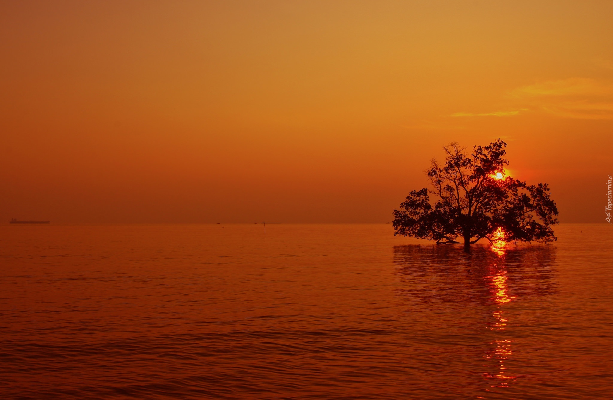 Morze, Drzewo, Słońce