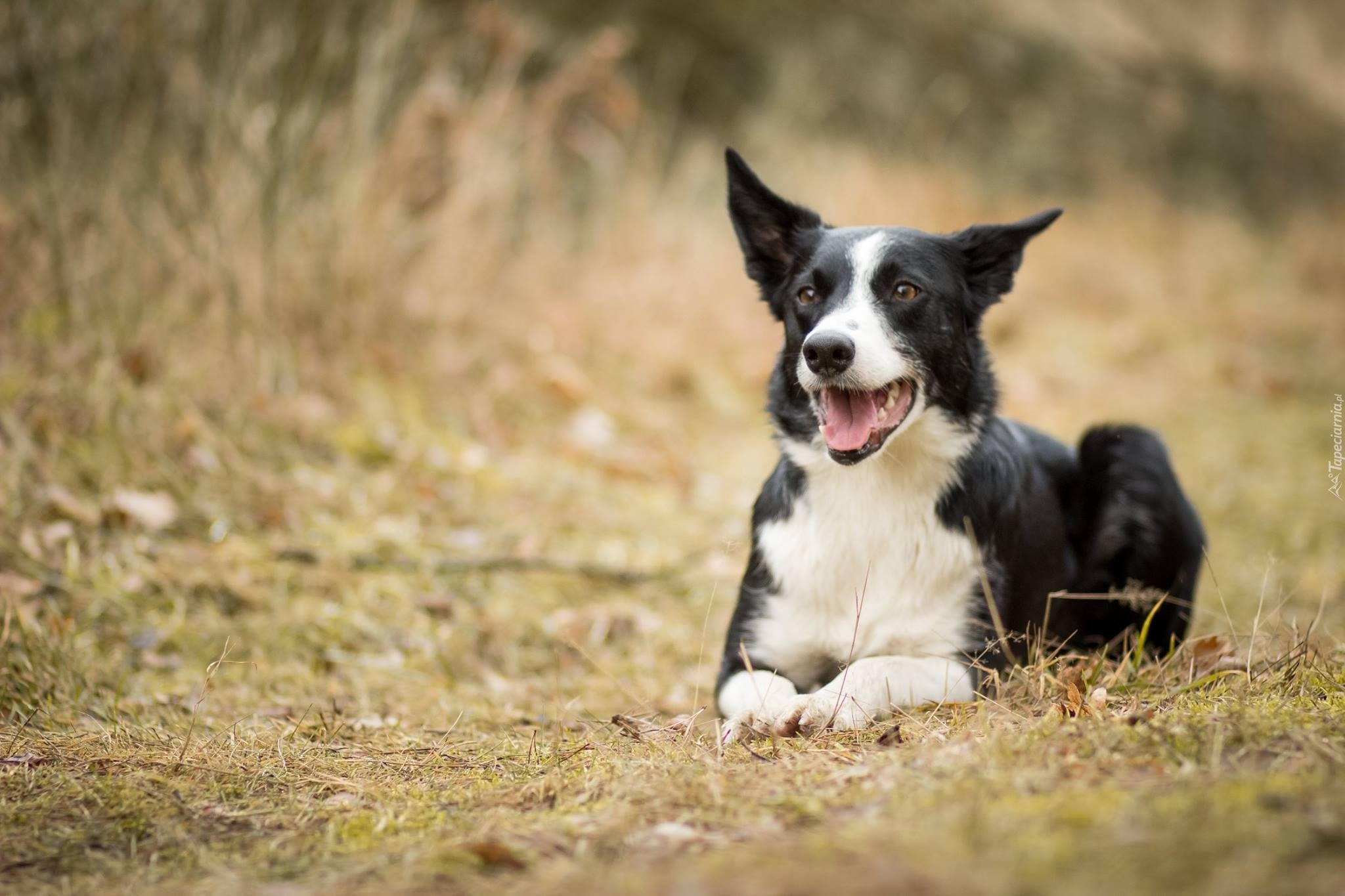 Pies, Border Collie, Trawa