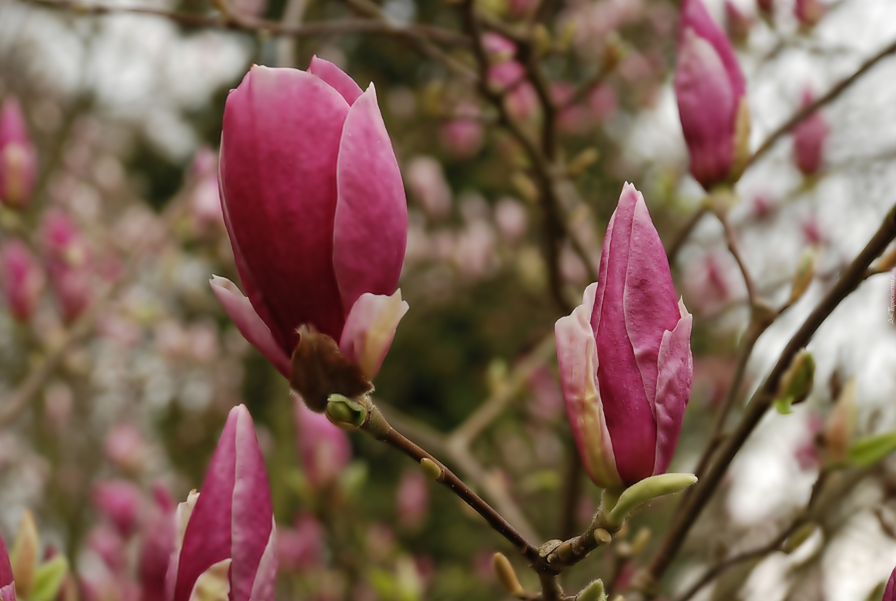 Ciemno, Różowa, Magnolia