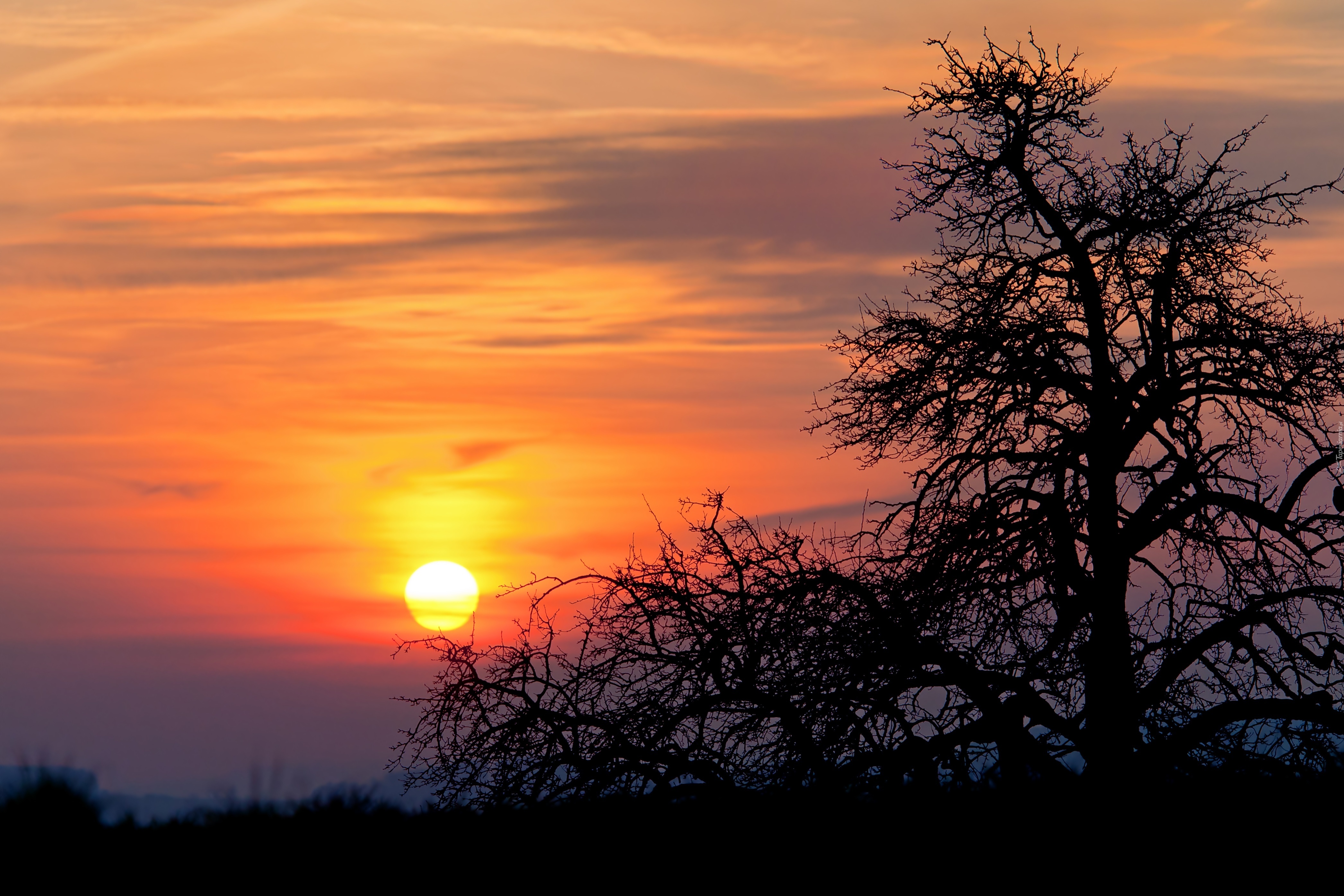 Zachód słońca, Drzewo, Pole