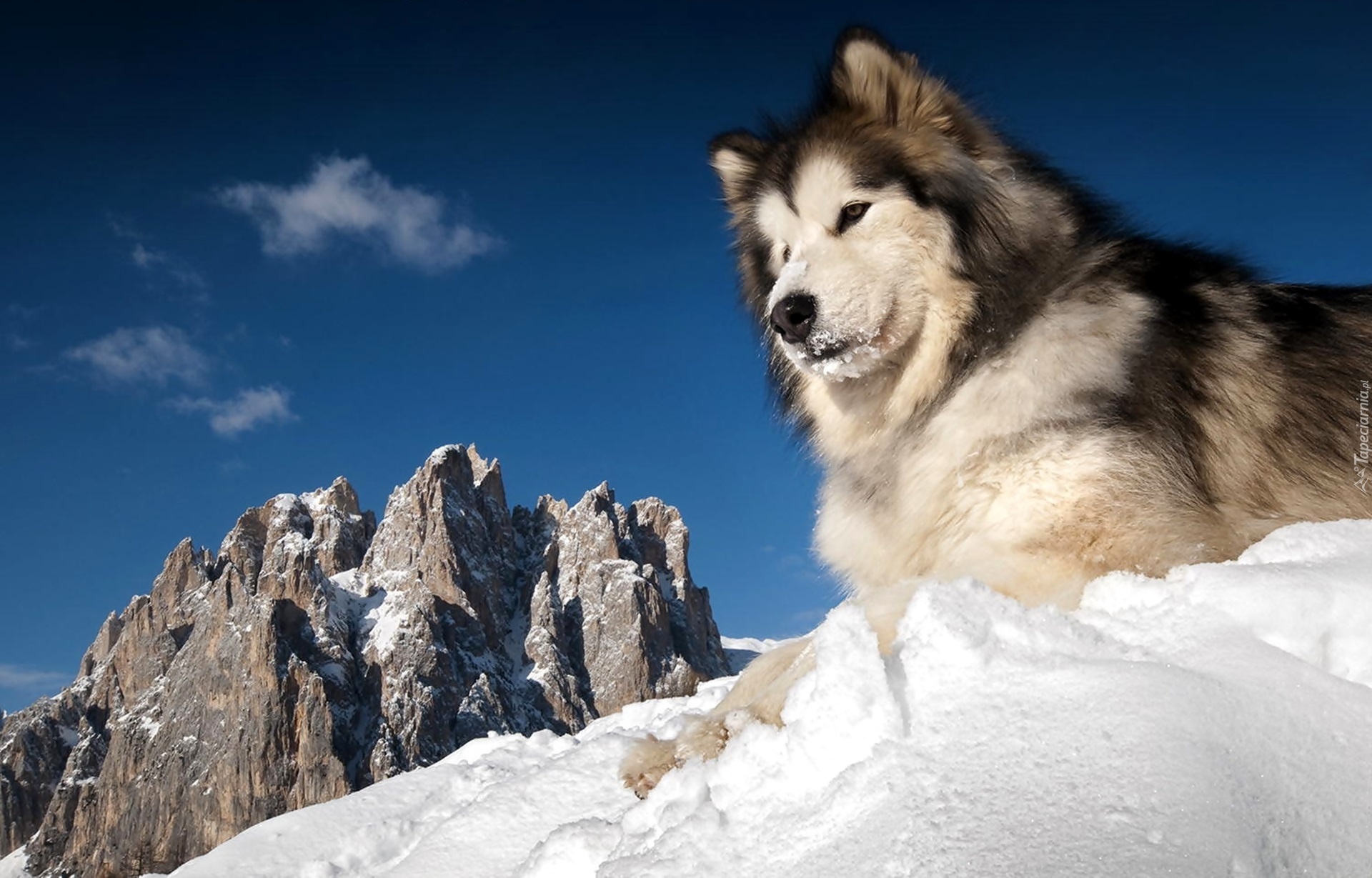 Siberian, Husky, Zima, Góry, Śnieg