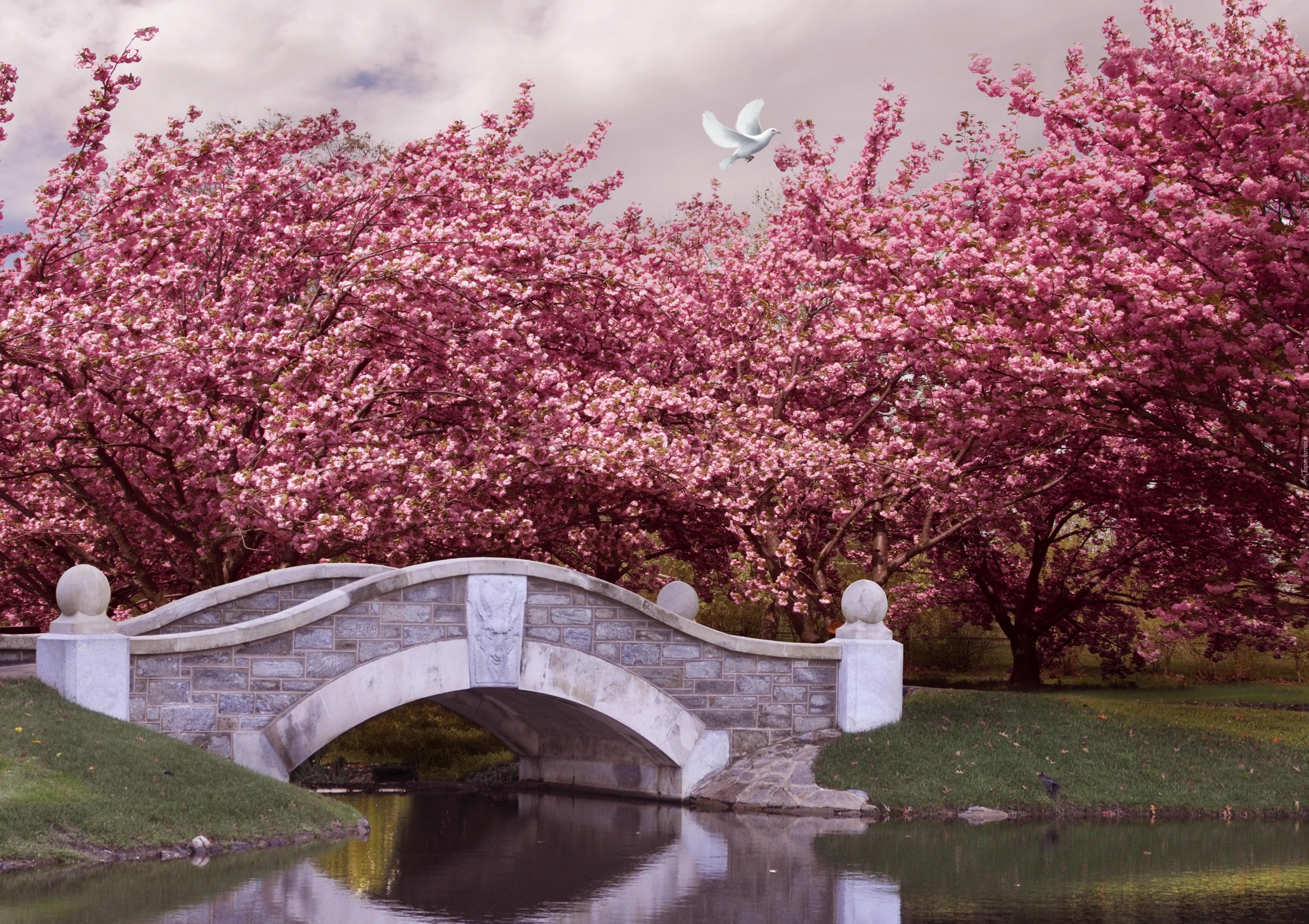 Cherry blossom купить