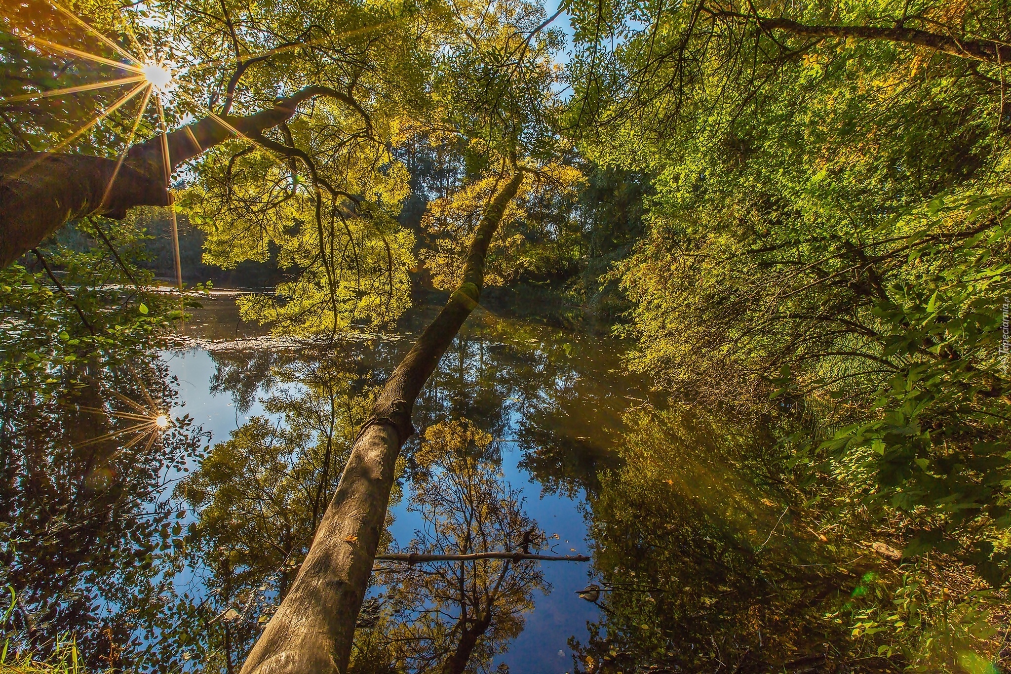 Jezioro, Las, Promienie Słońca