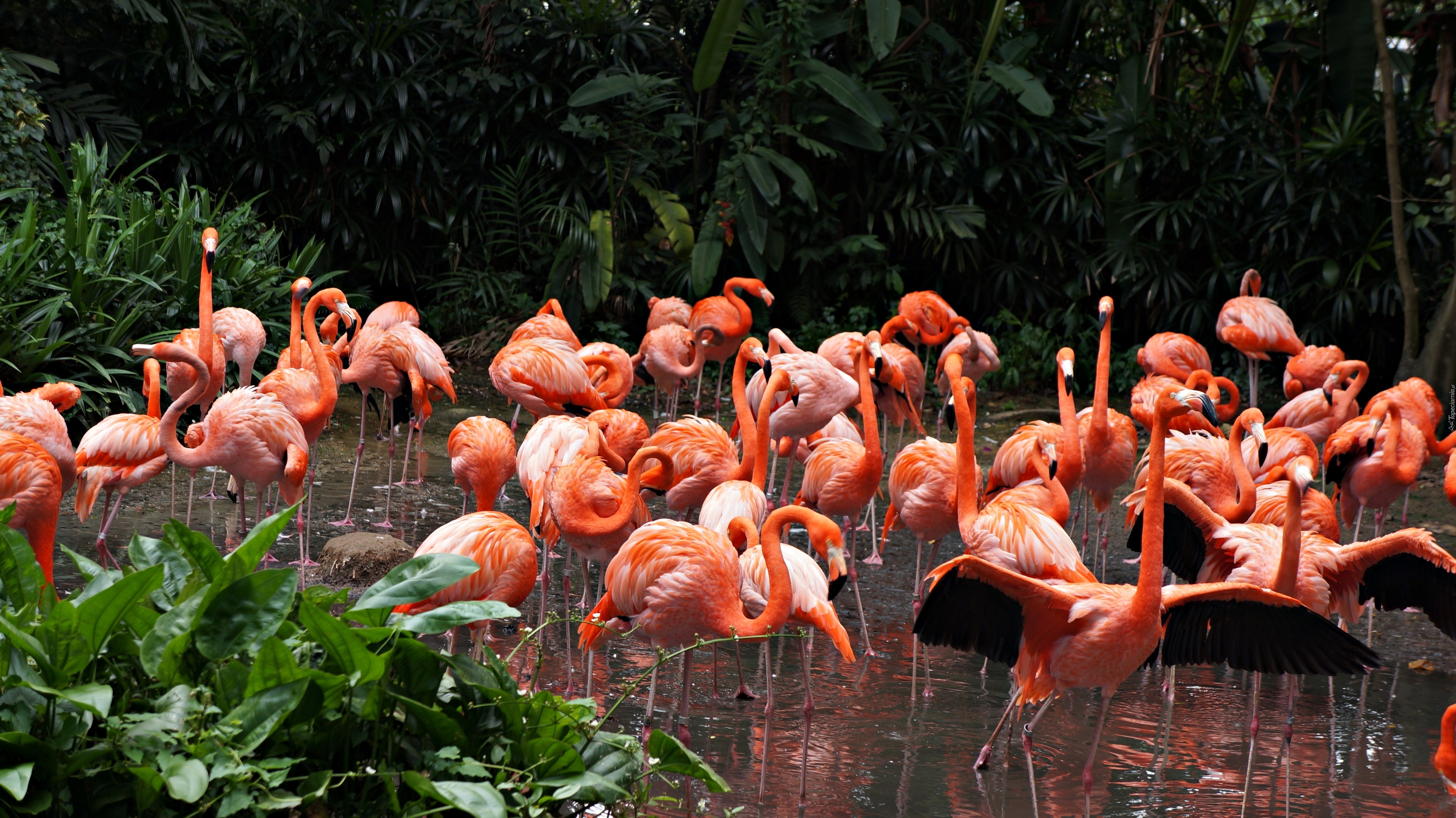 Flamingi, Staw, ZOO