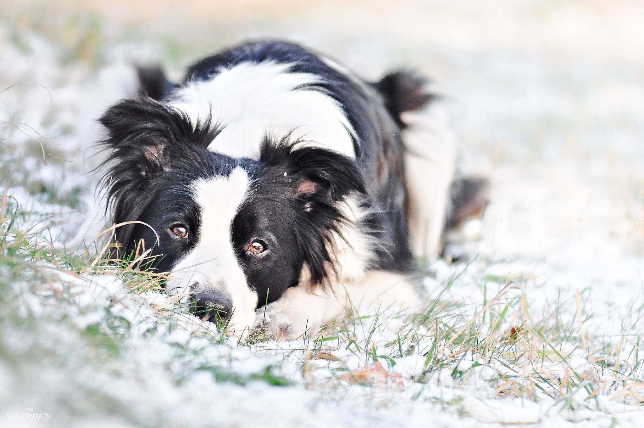 Pies, Border Collie, Śnieg, Trawa