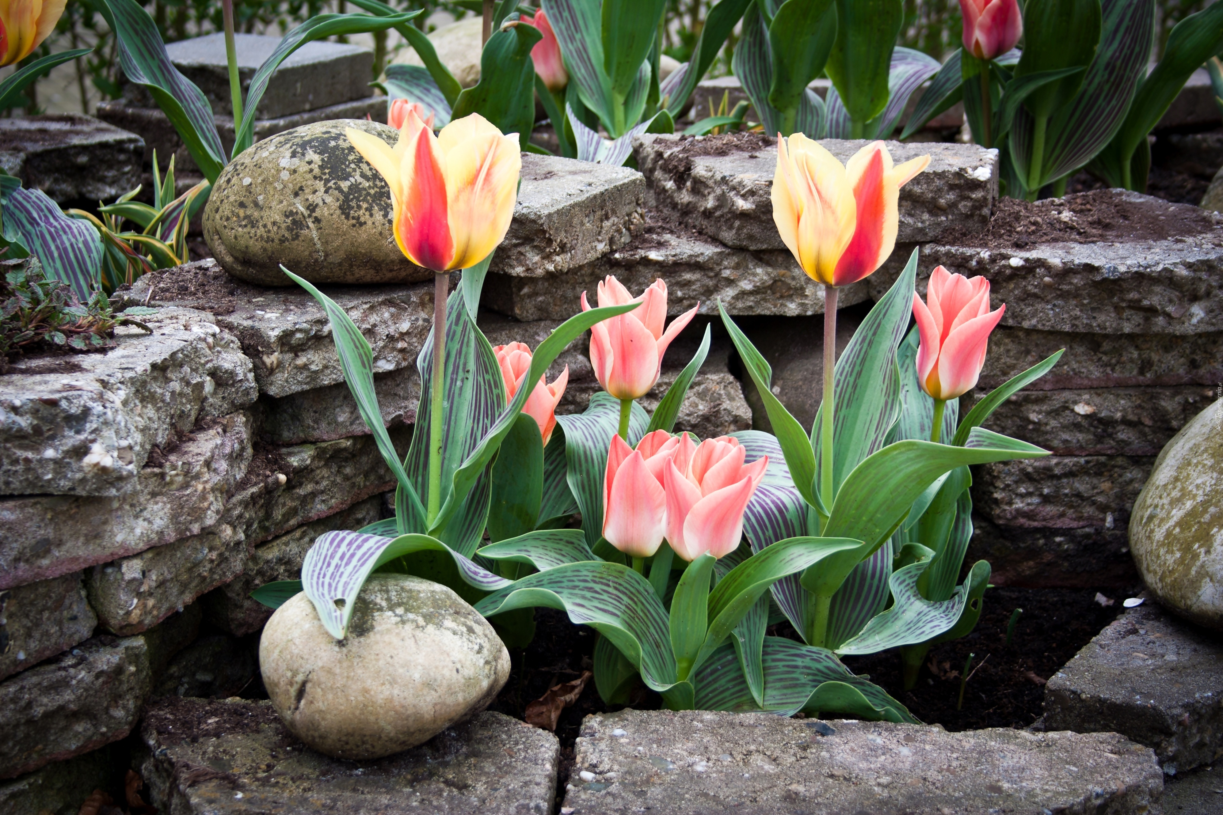 Tulipany, Ogród, Kamienie