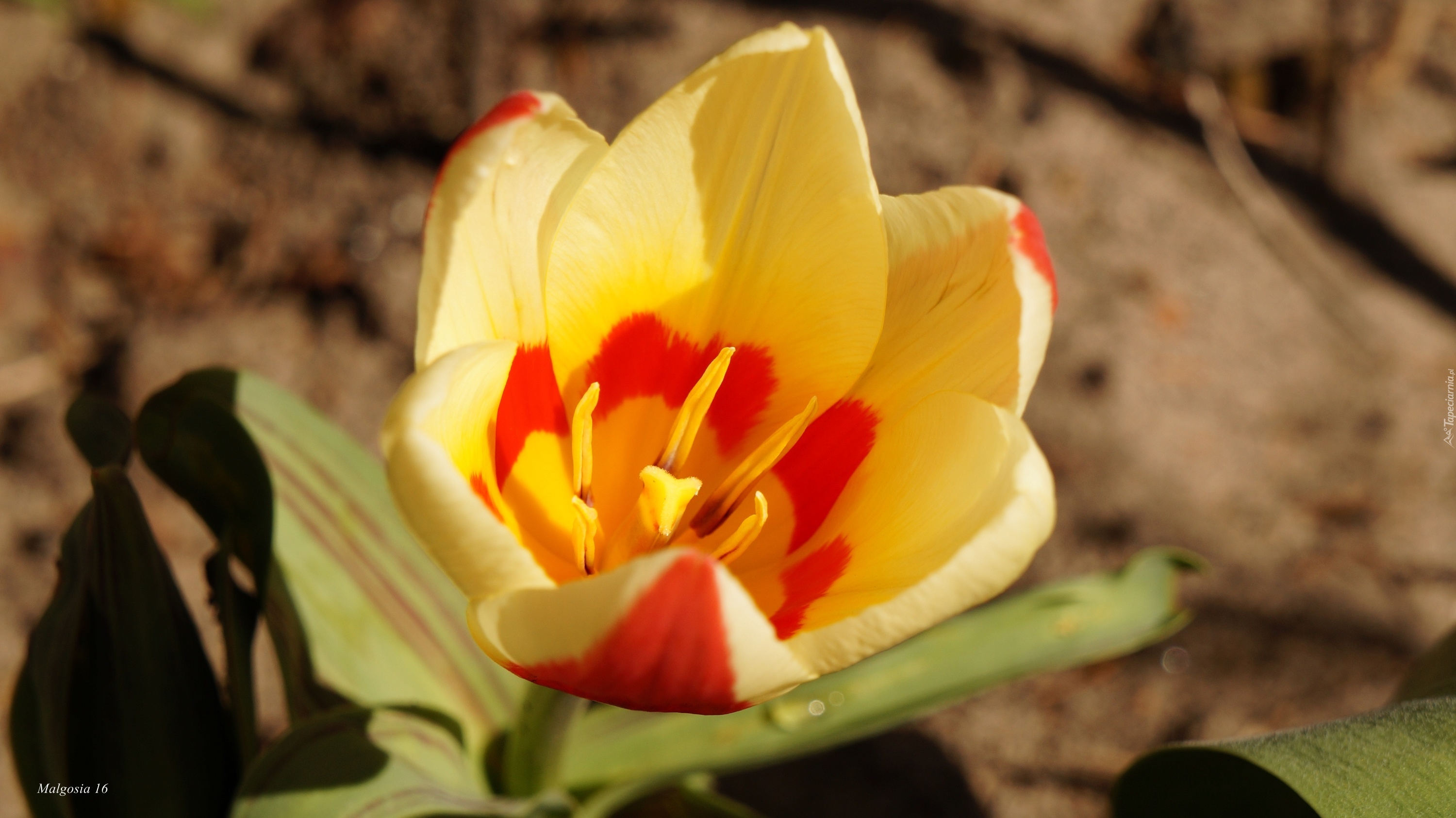 Kwitnący, Tulipan, Płatki