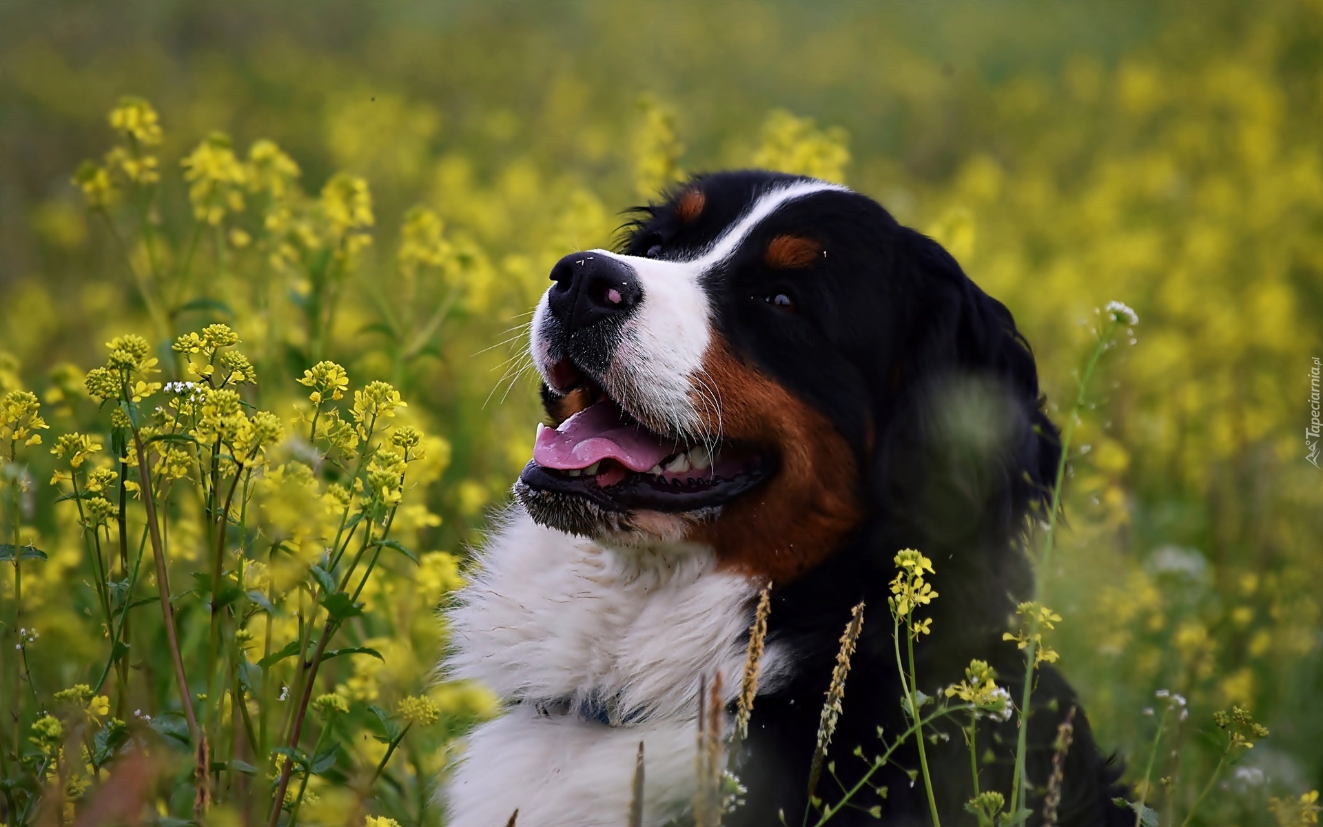 Pies, Żółte, Kwiaty, Rzepak