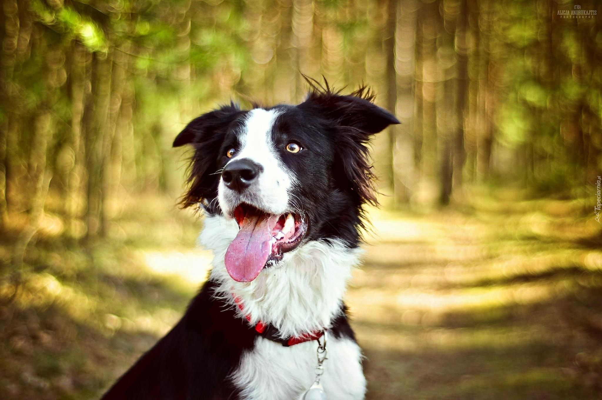 Pies, Border collie, Jęzor, Las