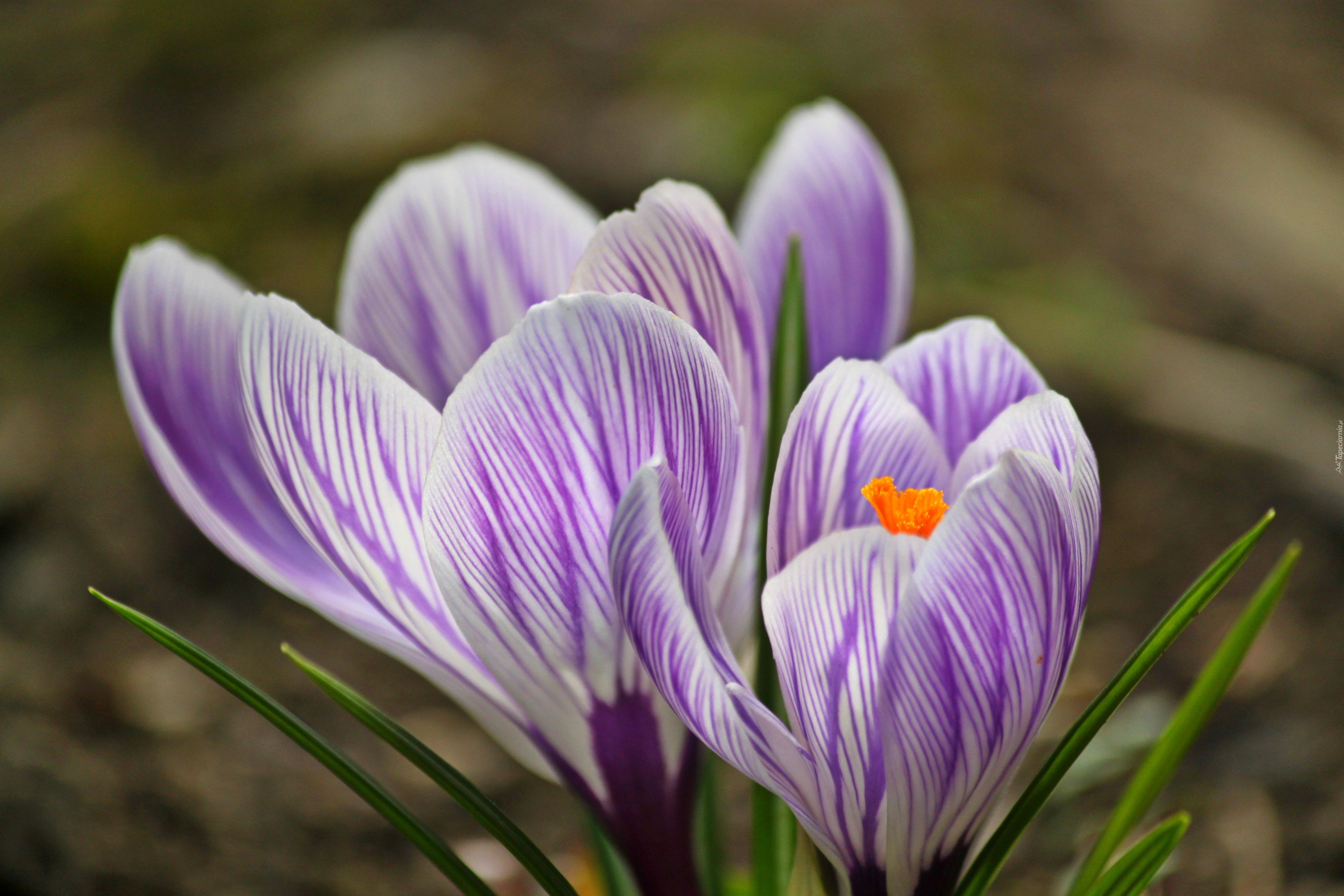 Krokus, Fioletowe, Paski