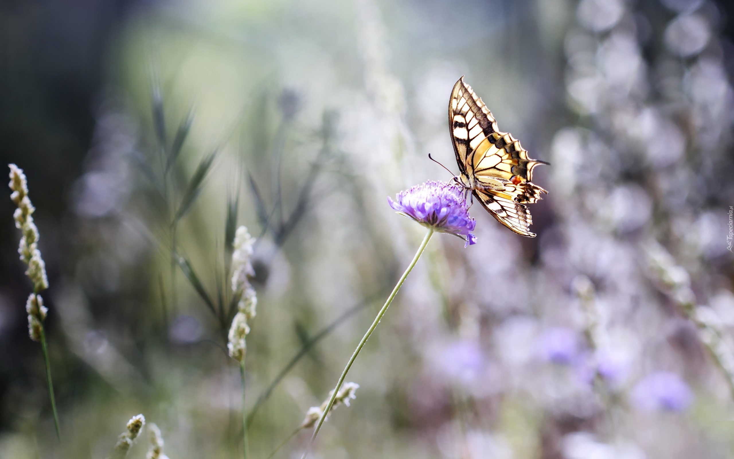 Motyl, Paź Królowej, Kwiat, Koniczyny, Bokeh