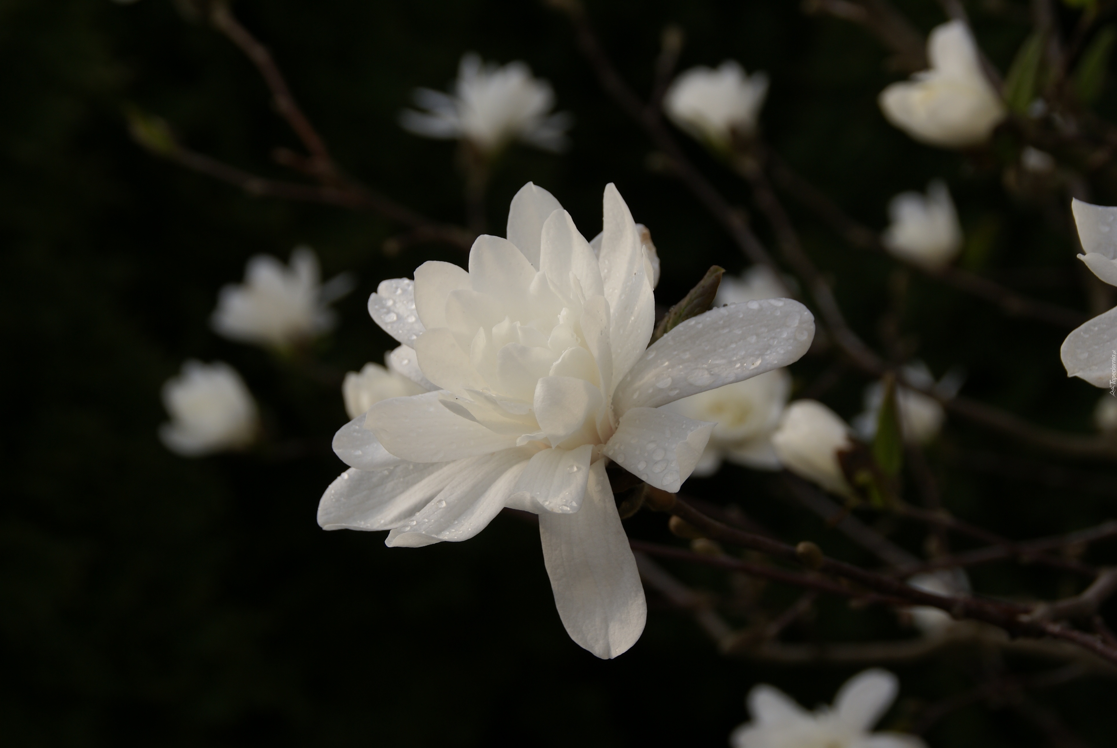 Biała, Magnolia, Rosa