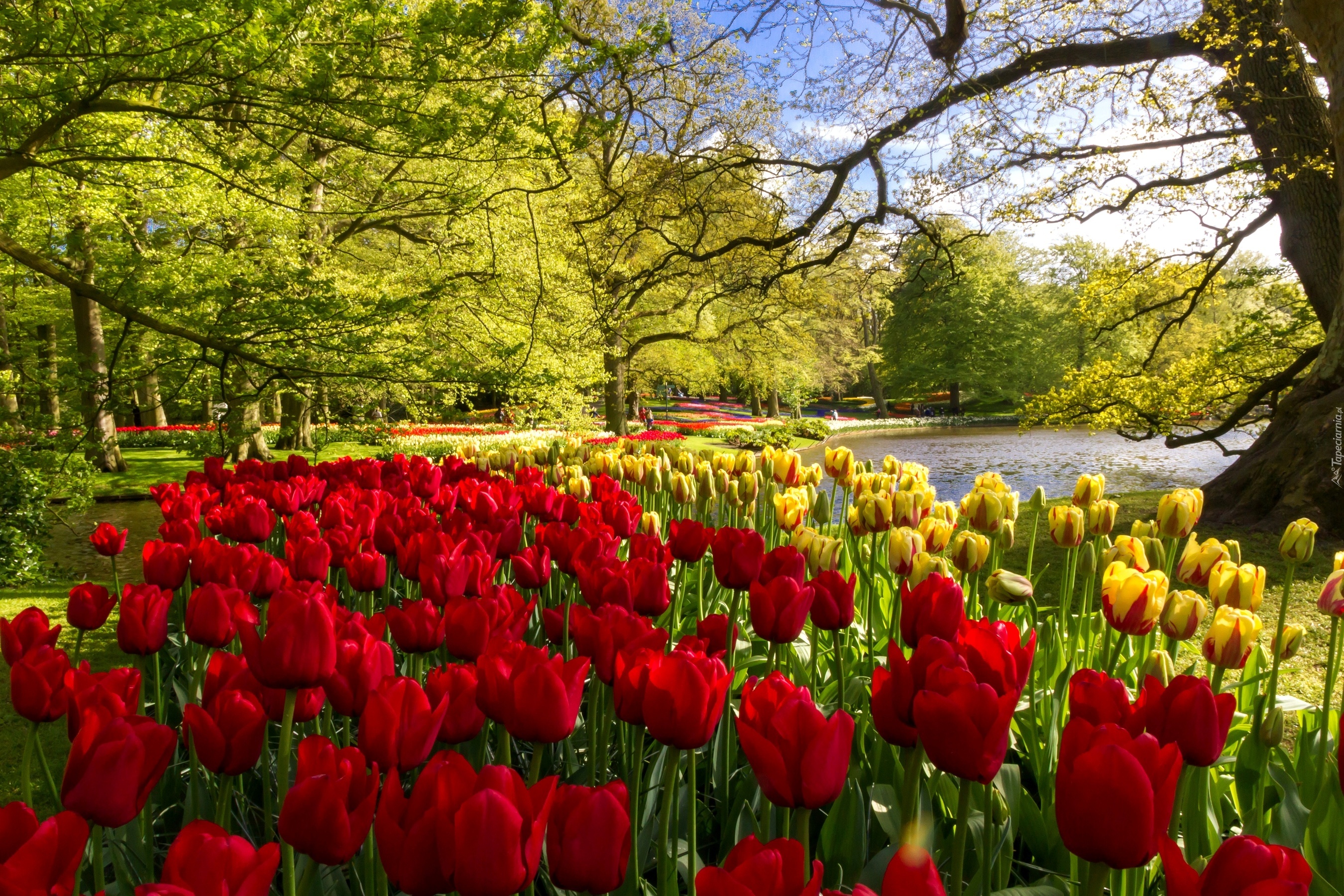 Park, Tulipany