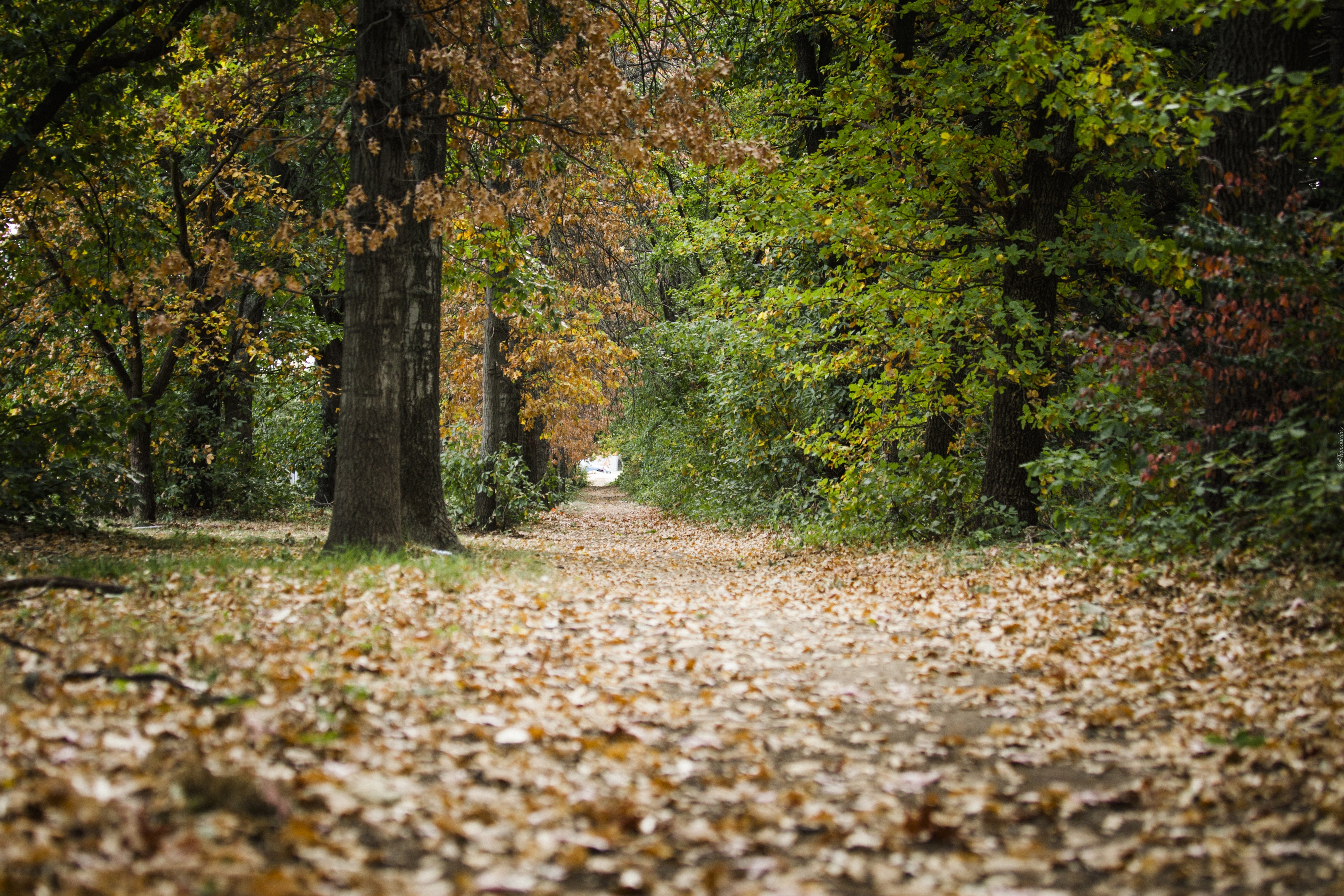 Jesień, Park, Las, Ścieżka