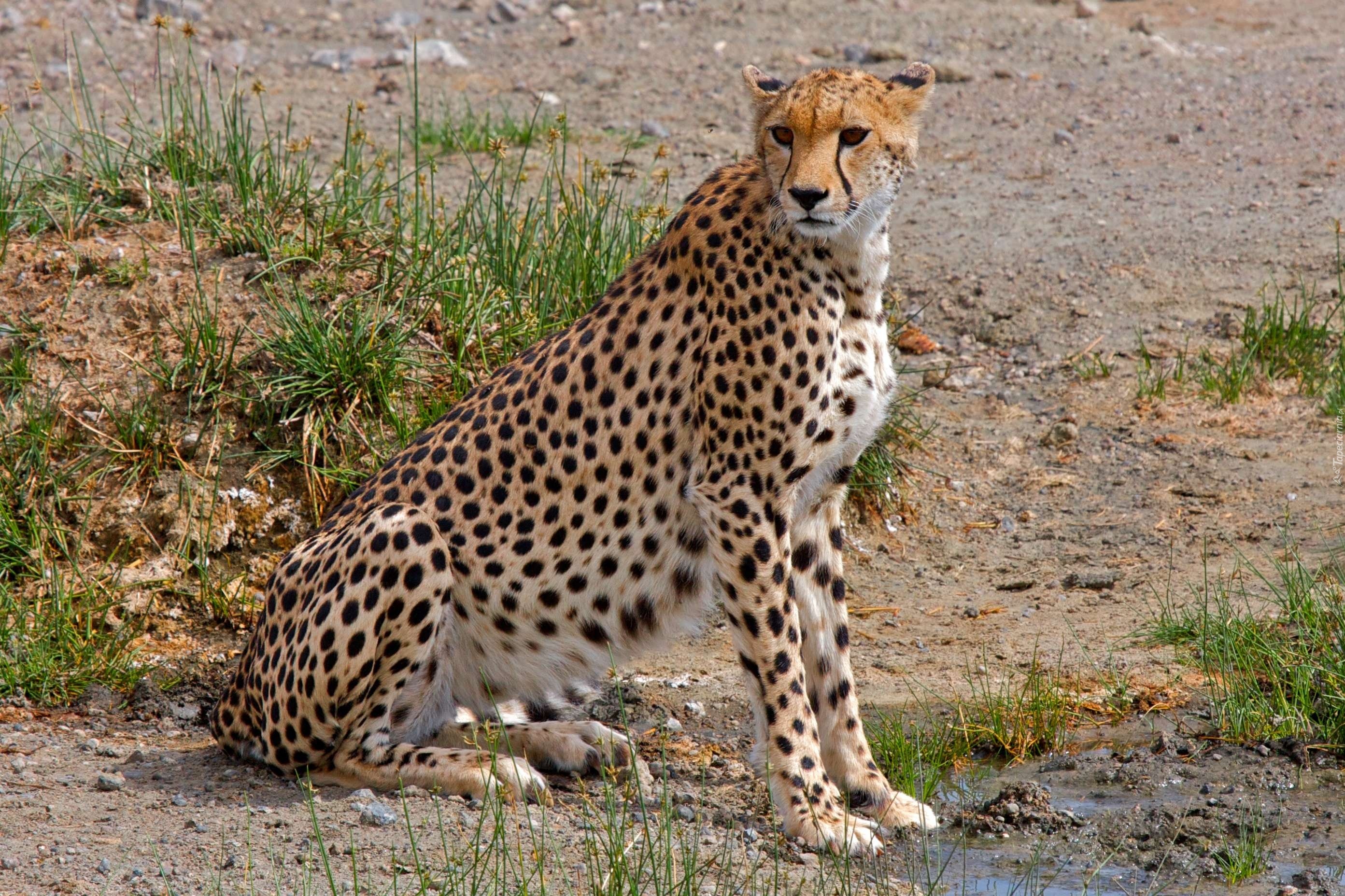 Gepard, Trawa