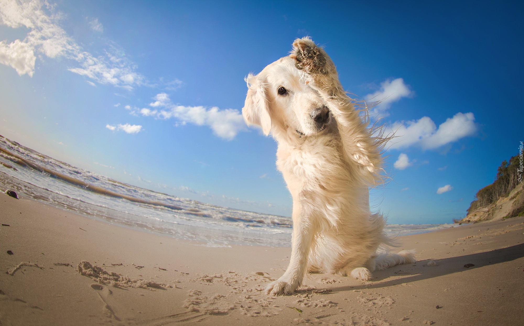 Plaża, Zawstydzony, Golden, Retriever