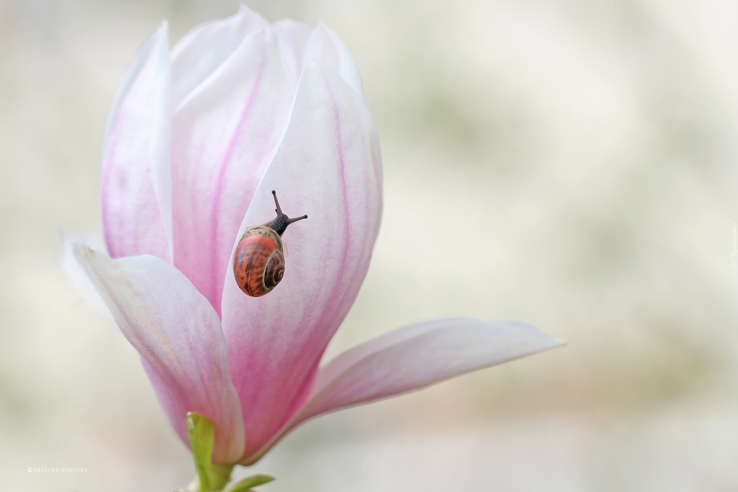 Różowa, Magnolia, Ślimak