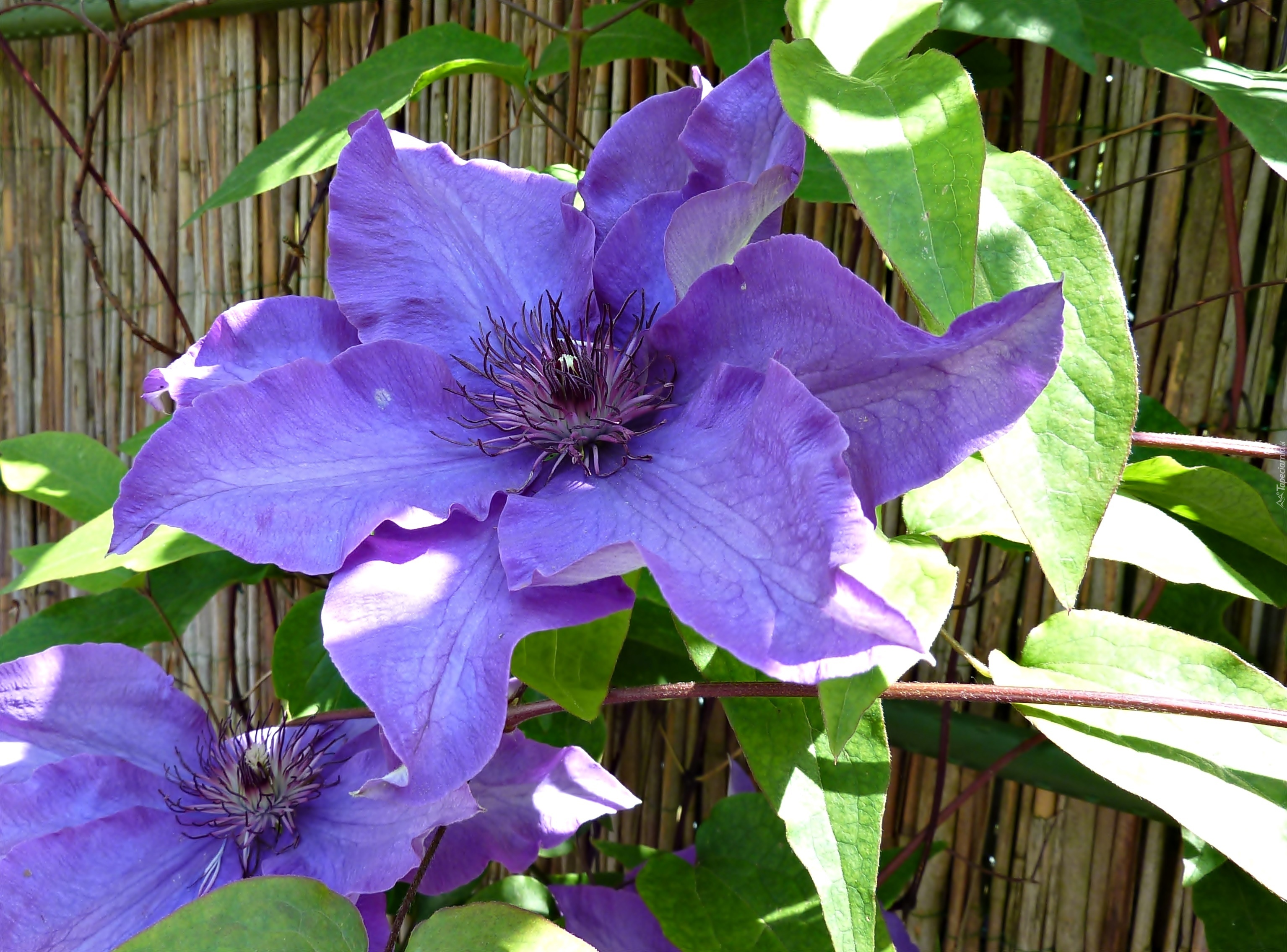 Clematis, Kwiat, Powojnik