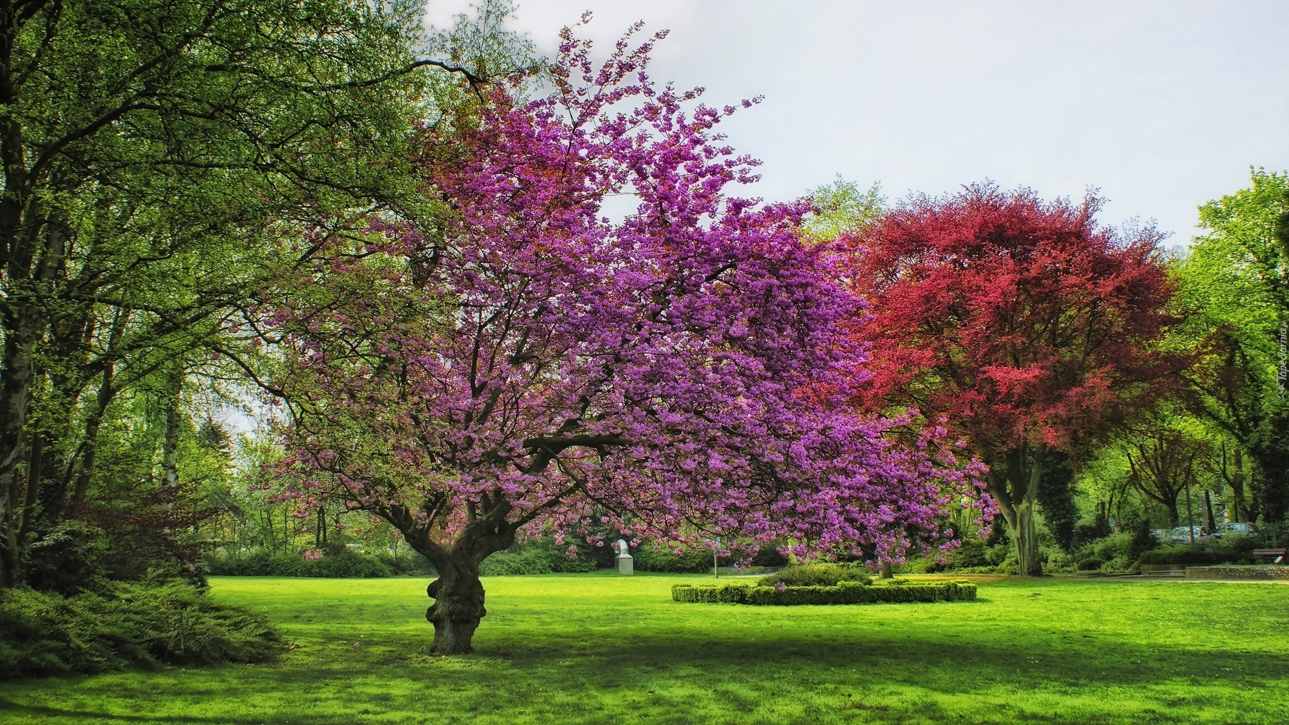 Kwitnące, Drzewa, Park, Wiosna