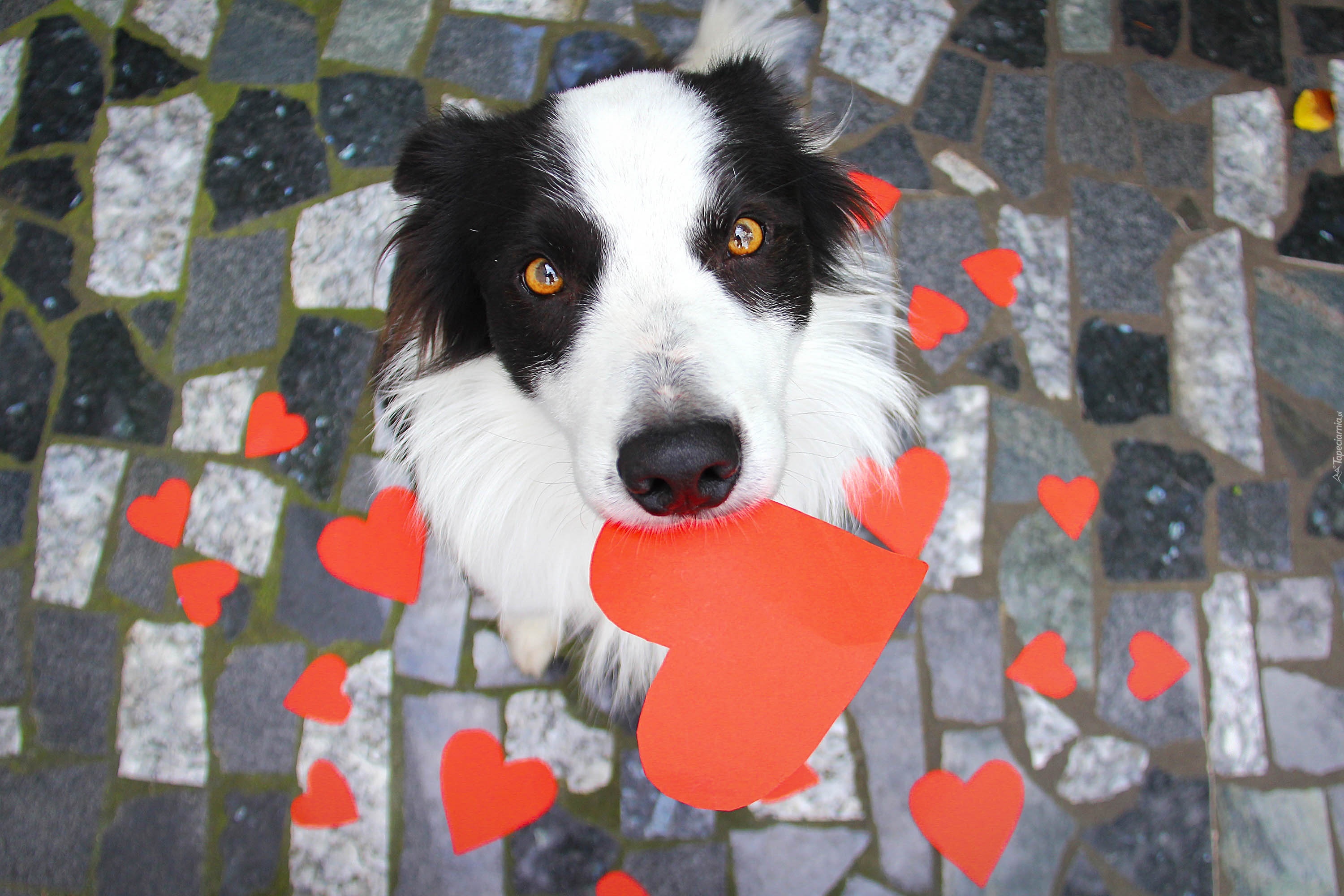 Pies, Border Collie, Serduszka