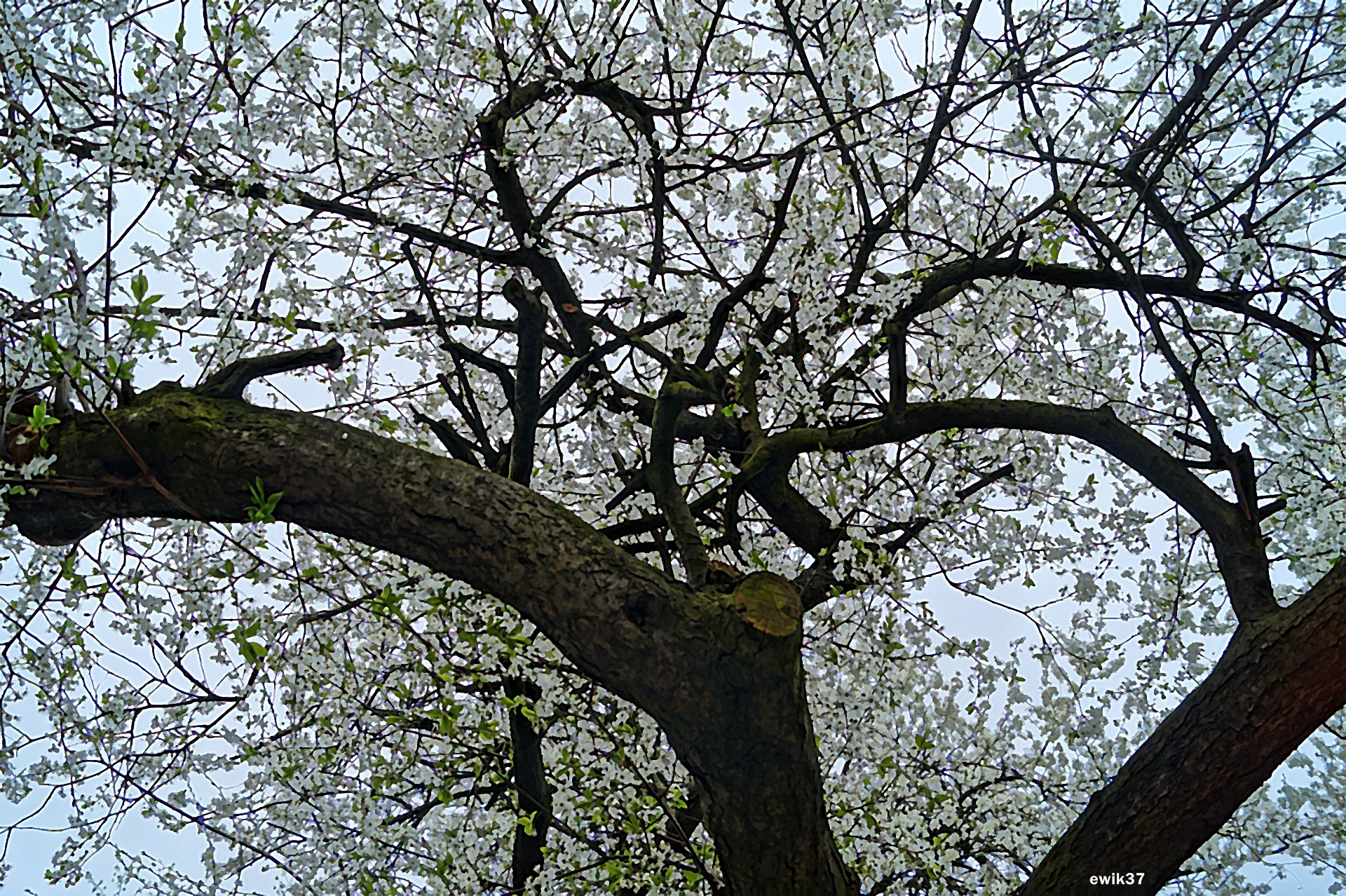 Wiosna, Drzewo, Kwiaty