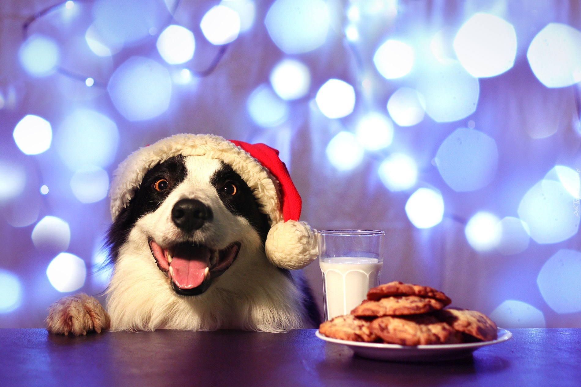 Pies, Border Collie, Jedzenie