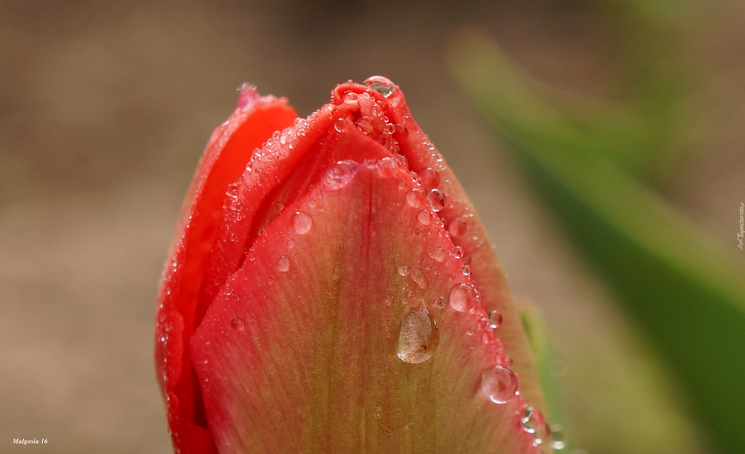 Tulipan, Pąk, Krople, Rosa, Makro