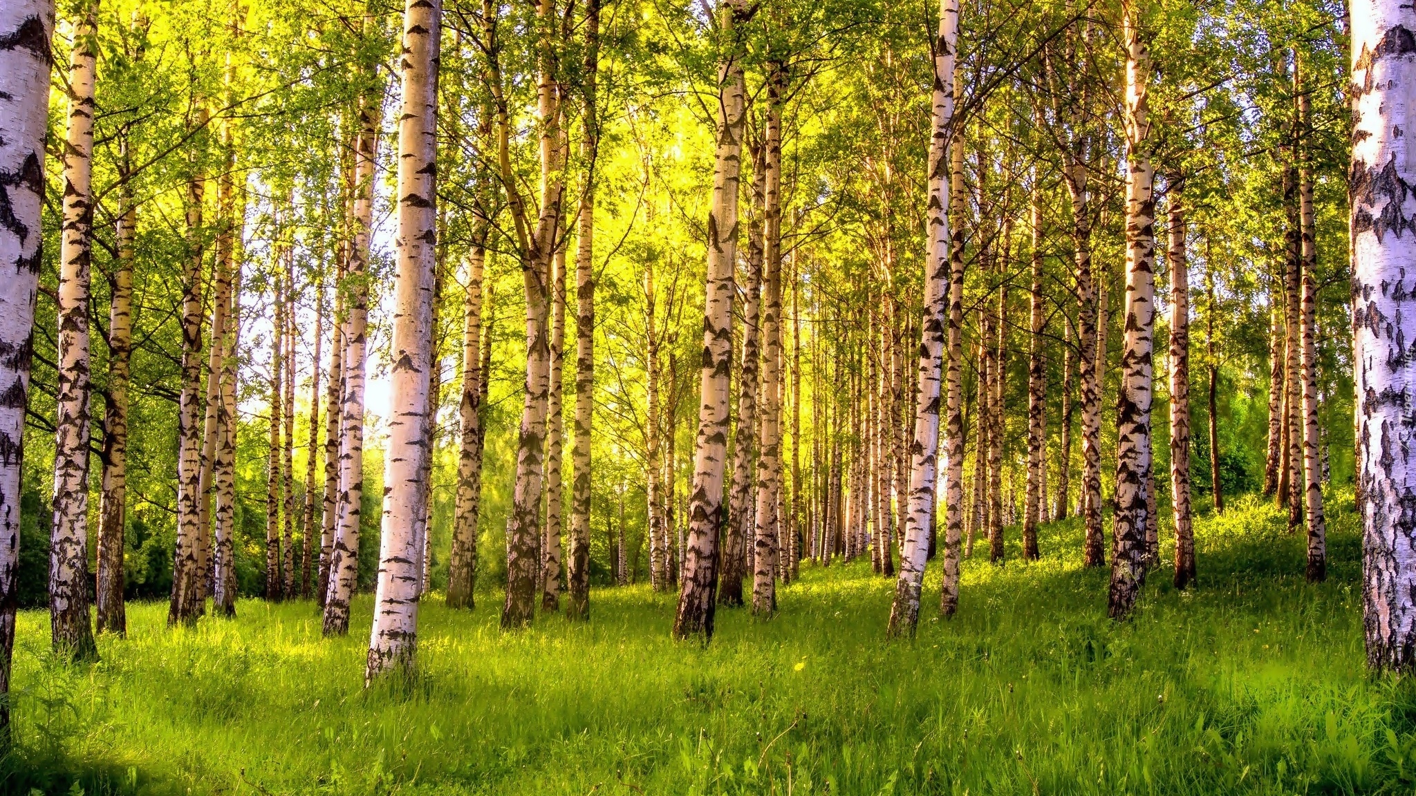 Las, Brzozowy, Przebijające, Światło, Wiosna