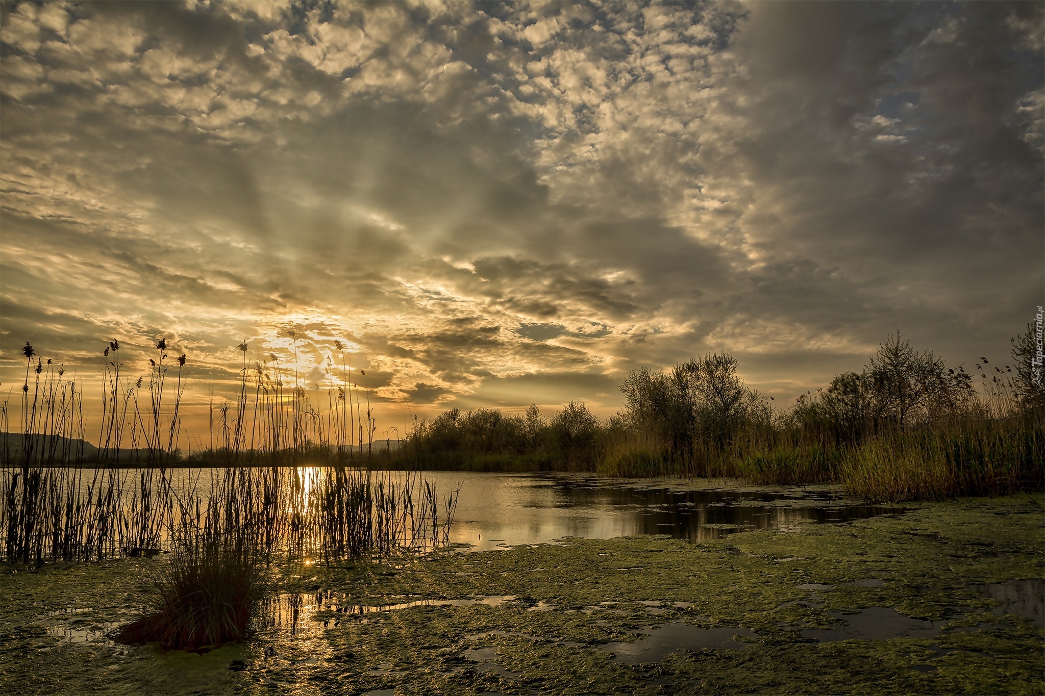 Jezioro, Trzciny, Chmury