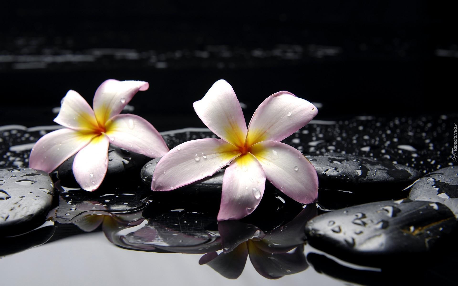 SPA, Plumeria