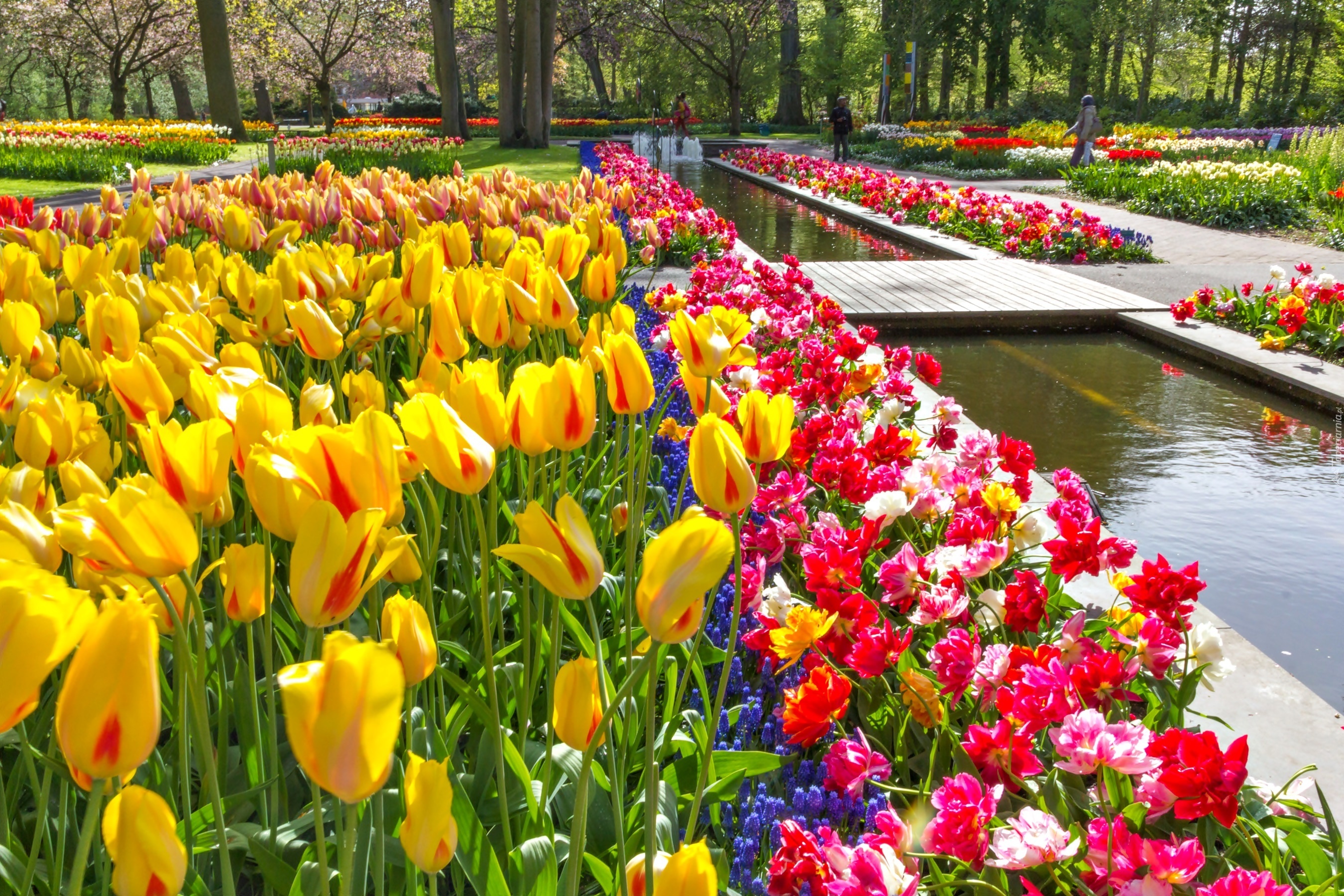 Wiosna, Tulipany, Park, Keukenhof, Lisse, Holandia