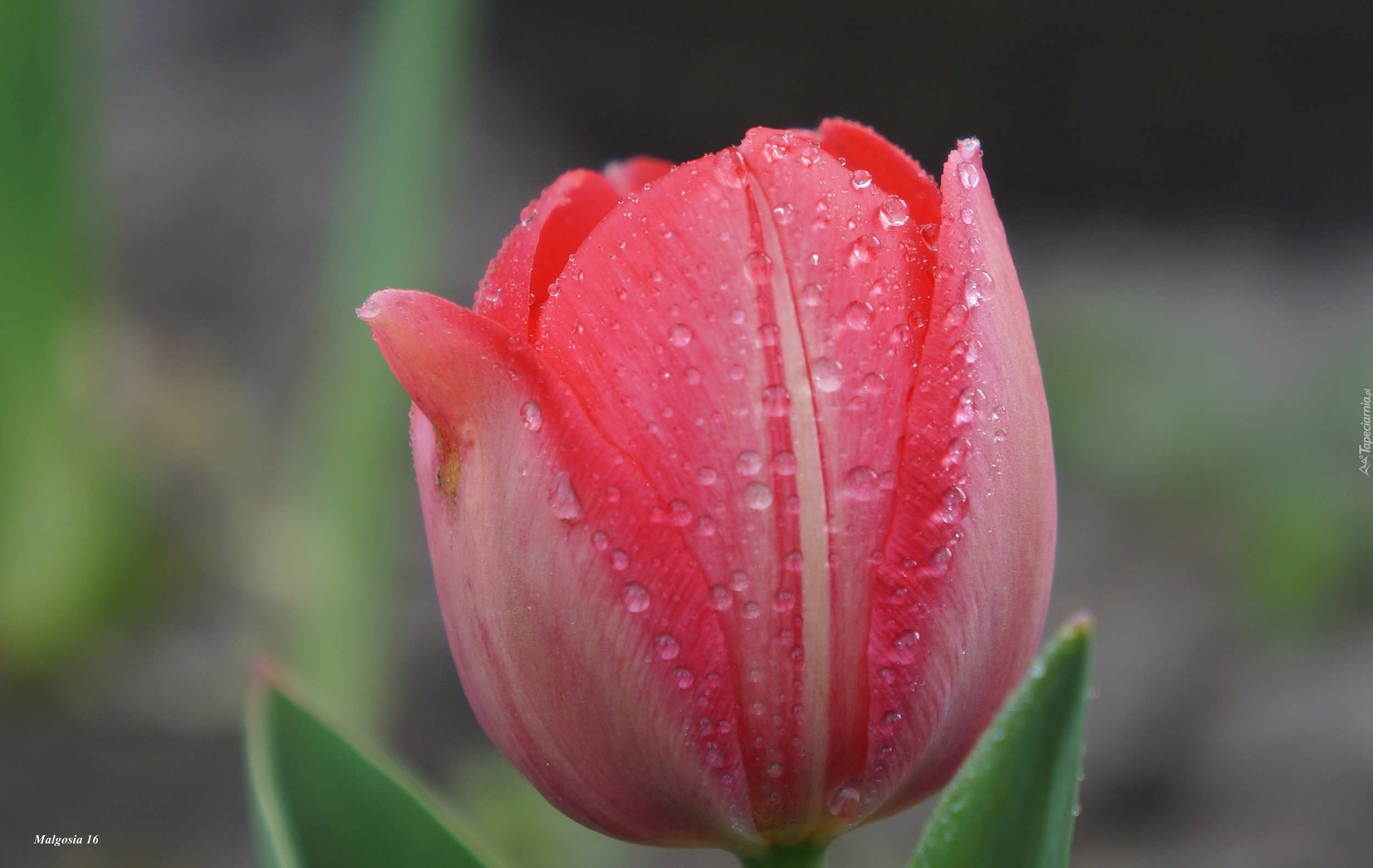 Tulipan, Płatki, Krople, Rosa, Makro