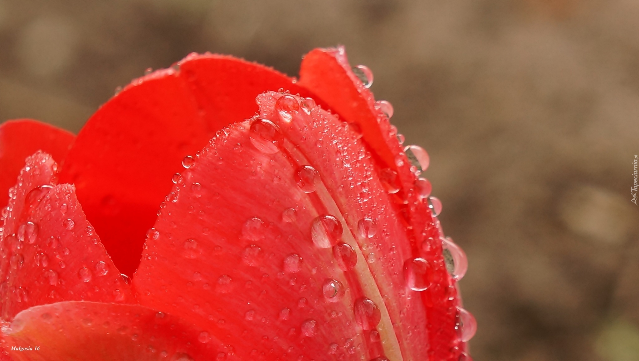 Tulipan, Czerwony, Płatki, Krople, Makro, Rosa