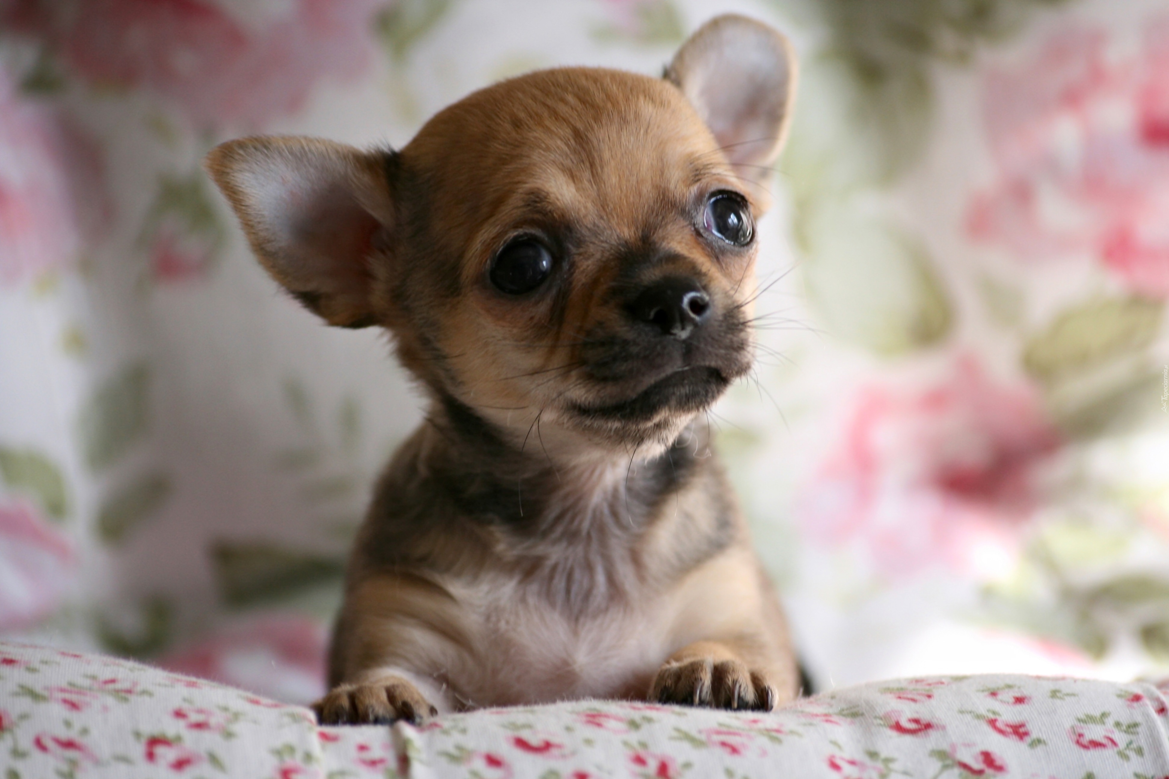 Chihuahua, Zbliżenie
