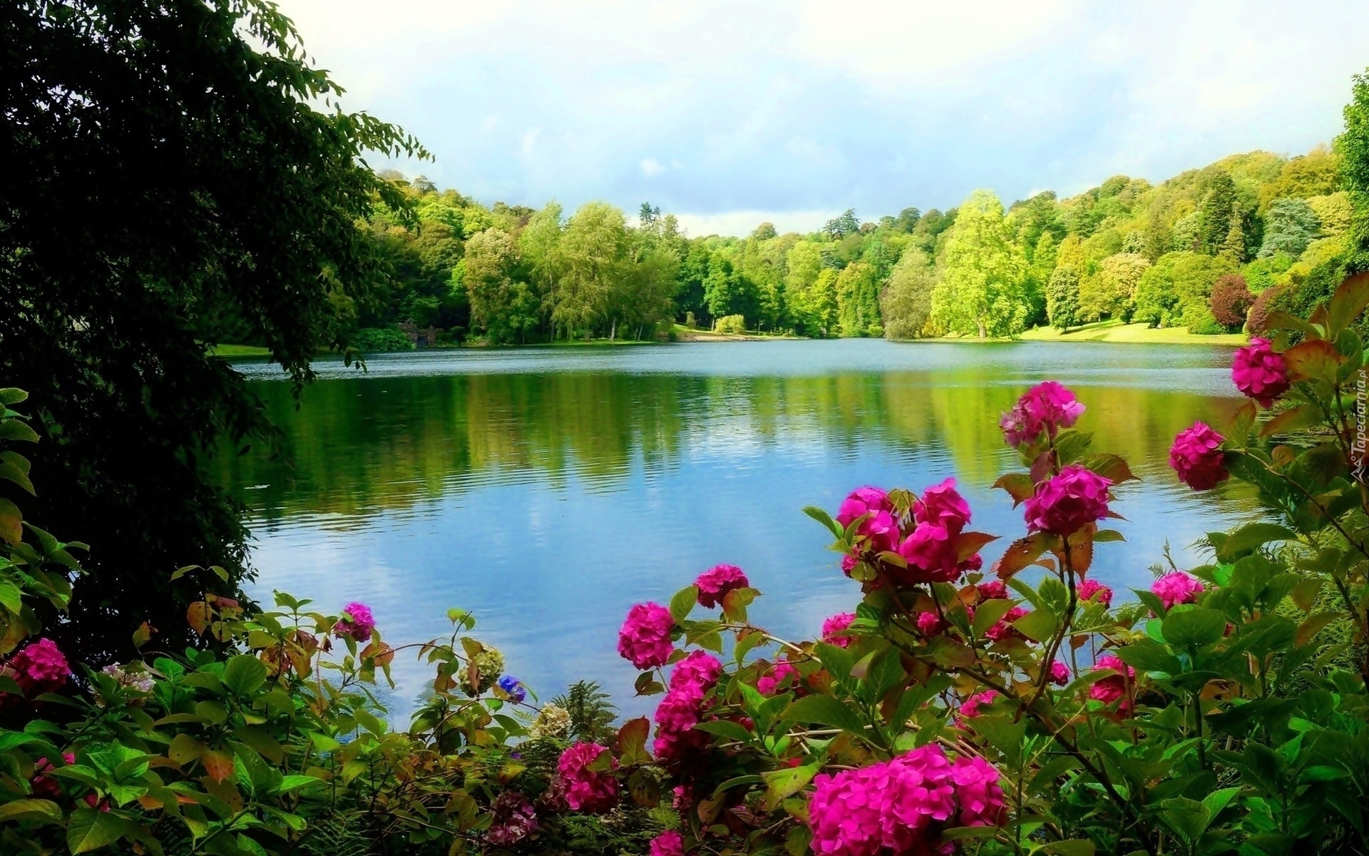 Jezioro, Drzewa, Kwiaty, Park, Wiosna