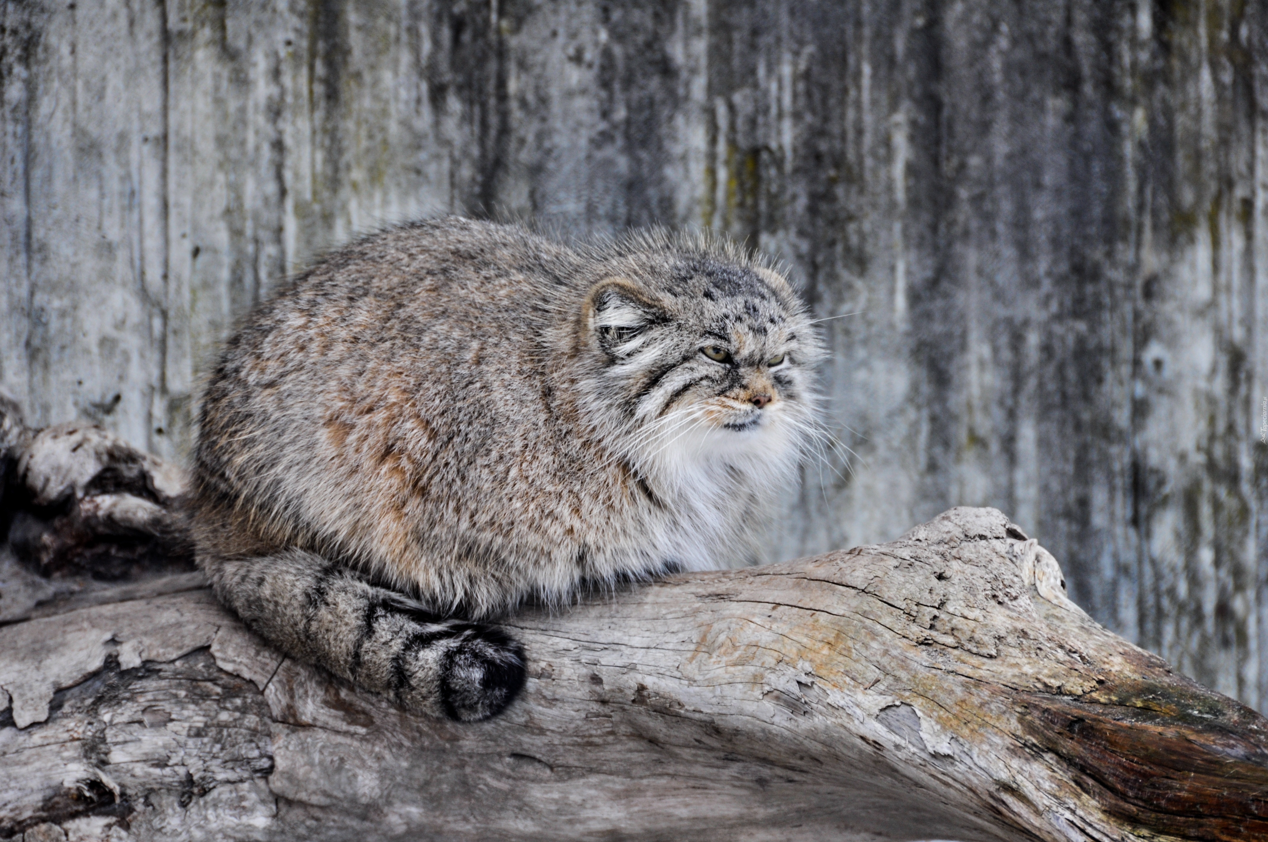 Kot, Manul