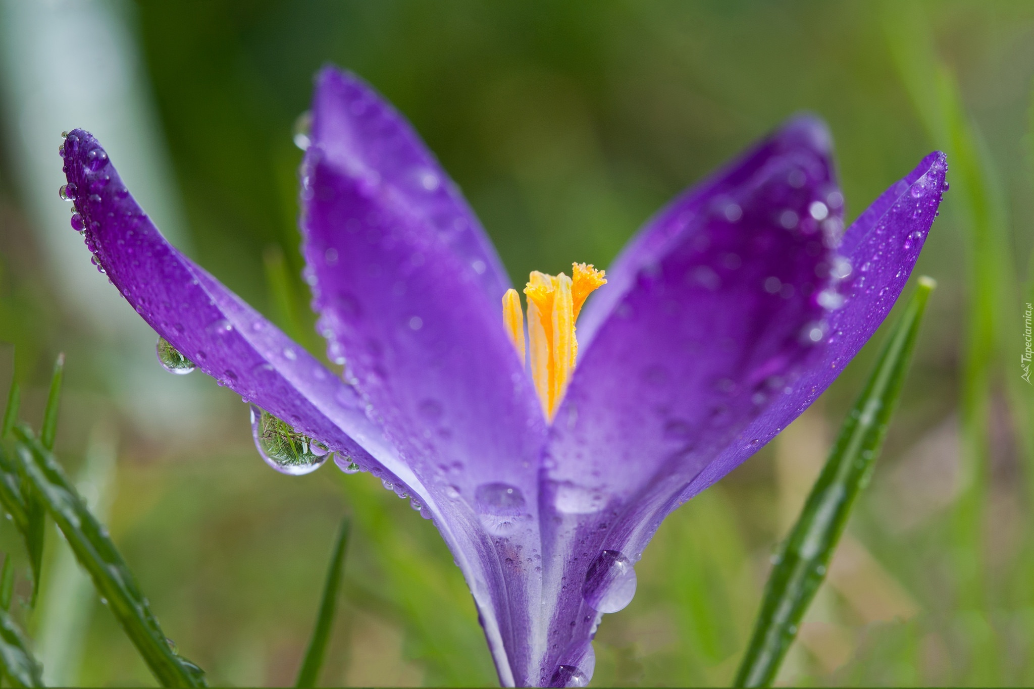 Fioletowy, Krokus, Krople, Makro