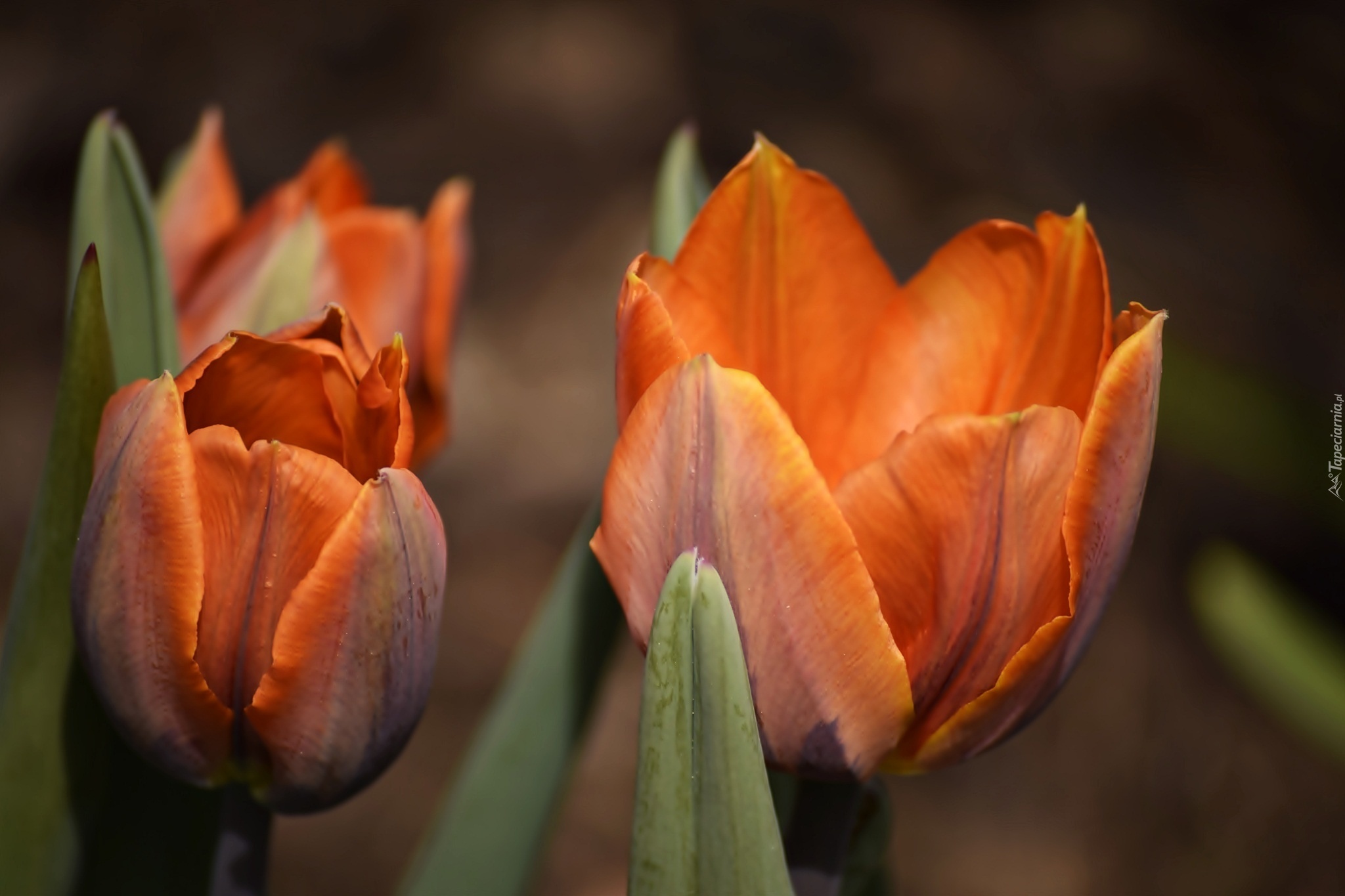 Pomarańczowe, Tulipany