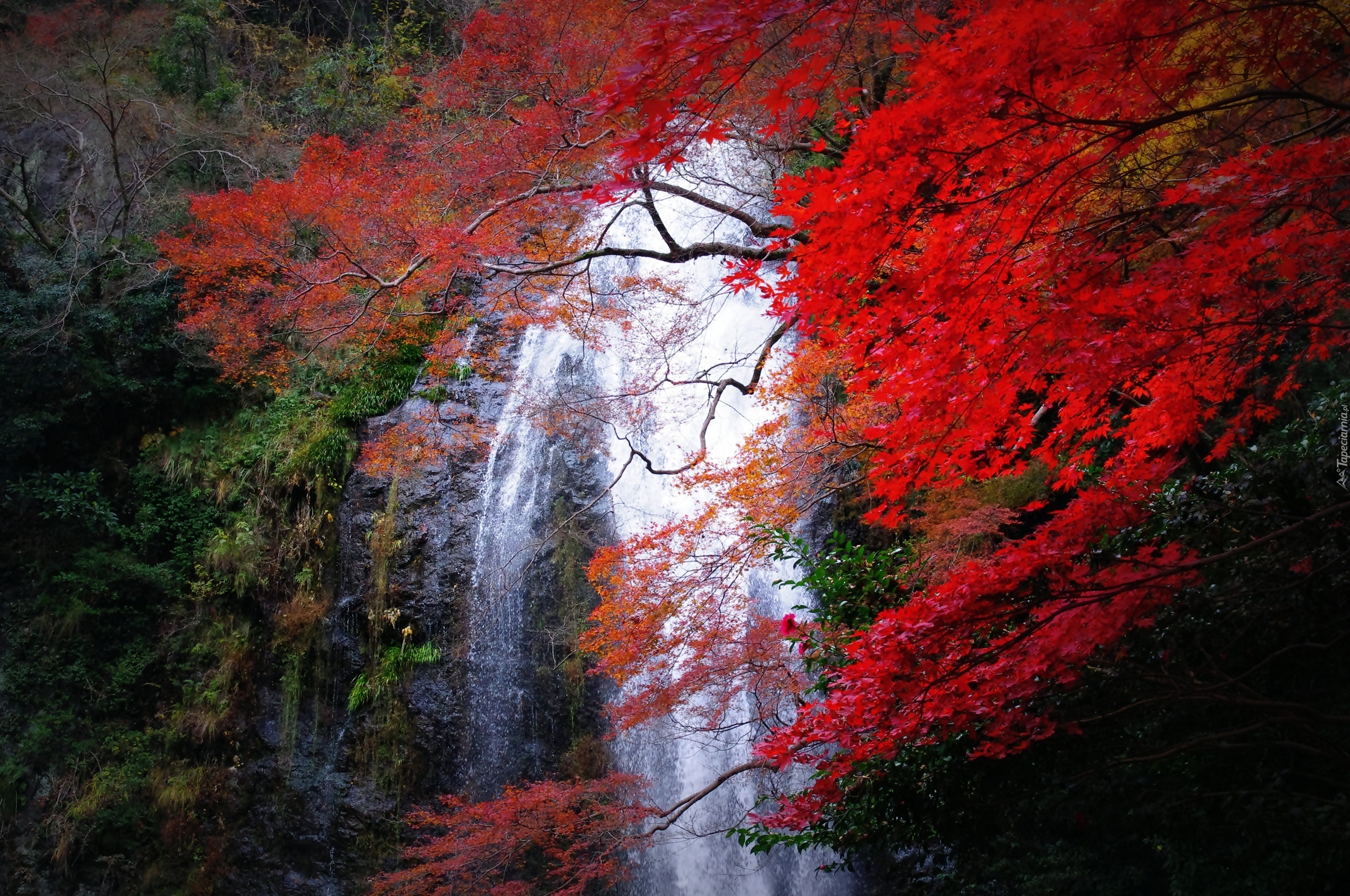 Wodospad, Las, Japonia