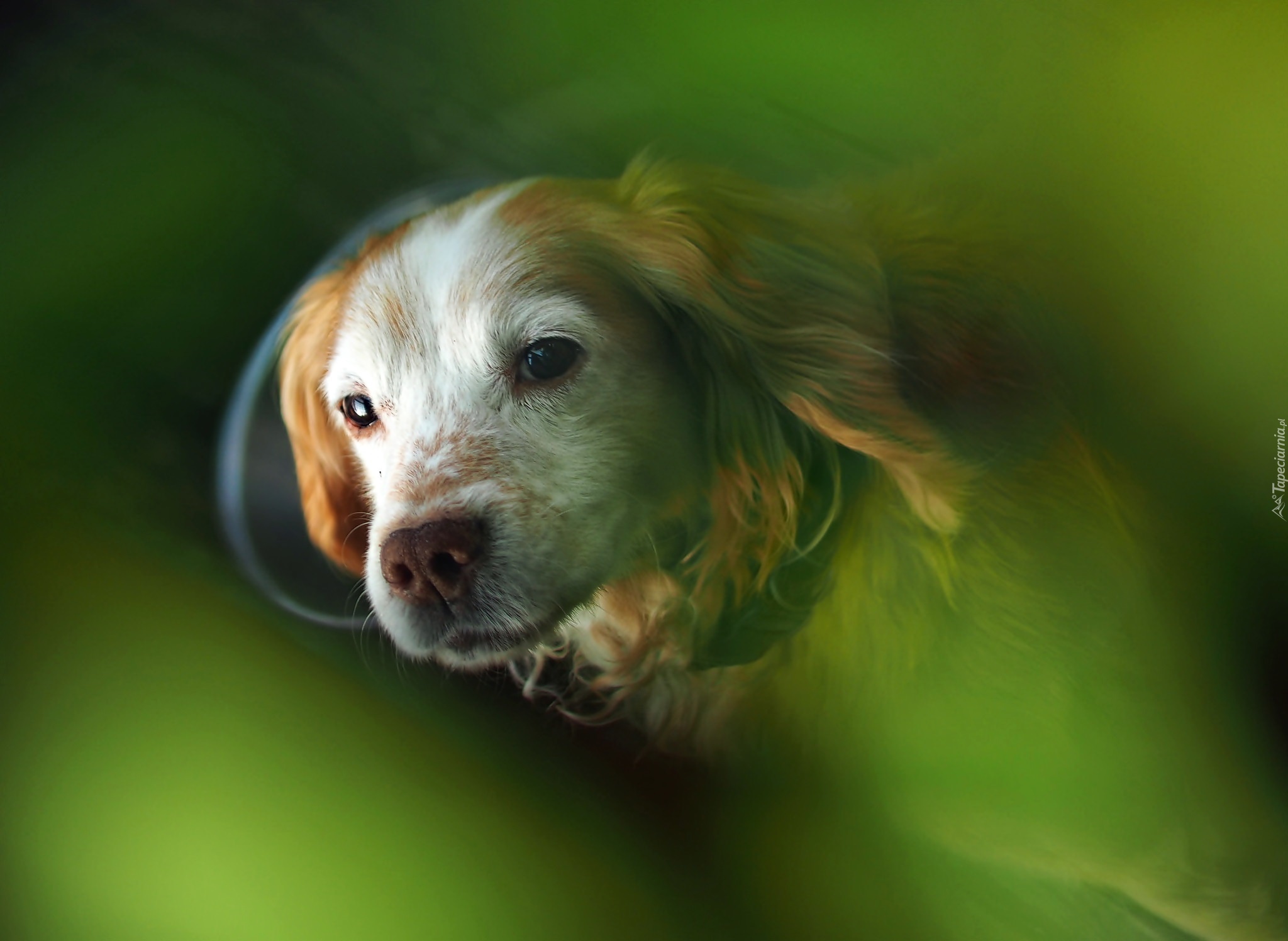 Cocker Spaniel, Zbliżenie