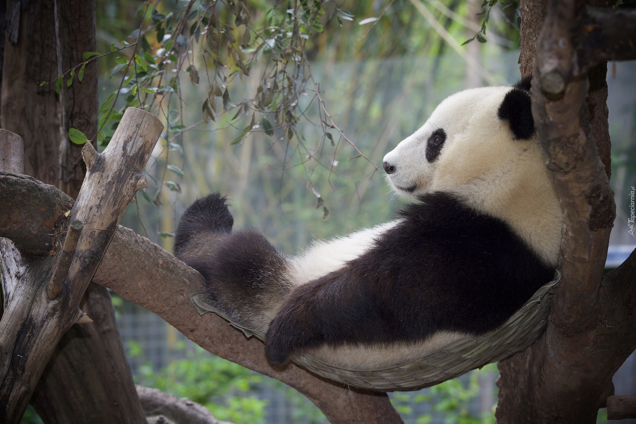 Niedźwiadek, Panda