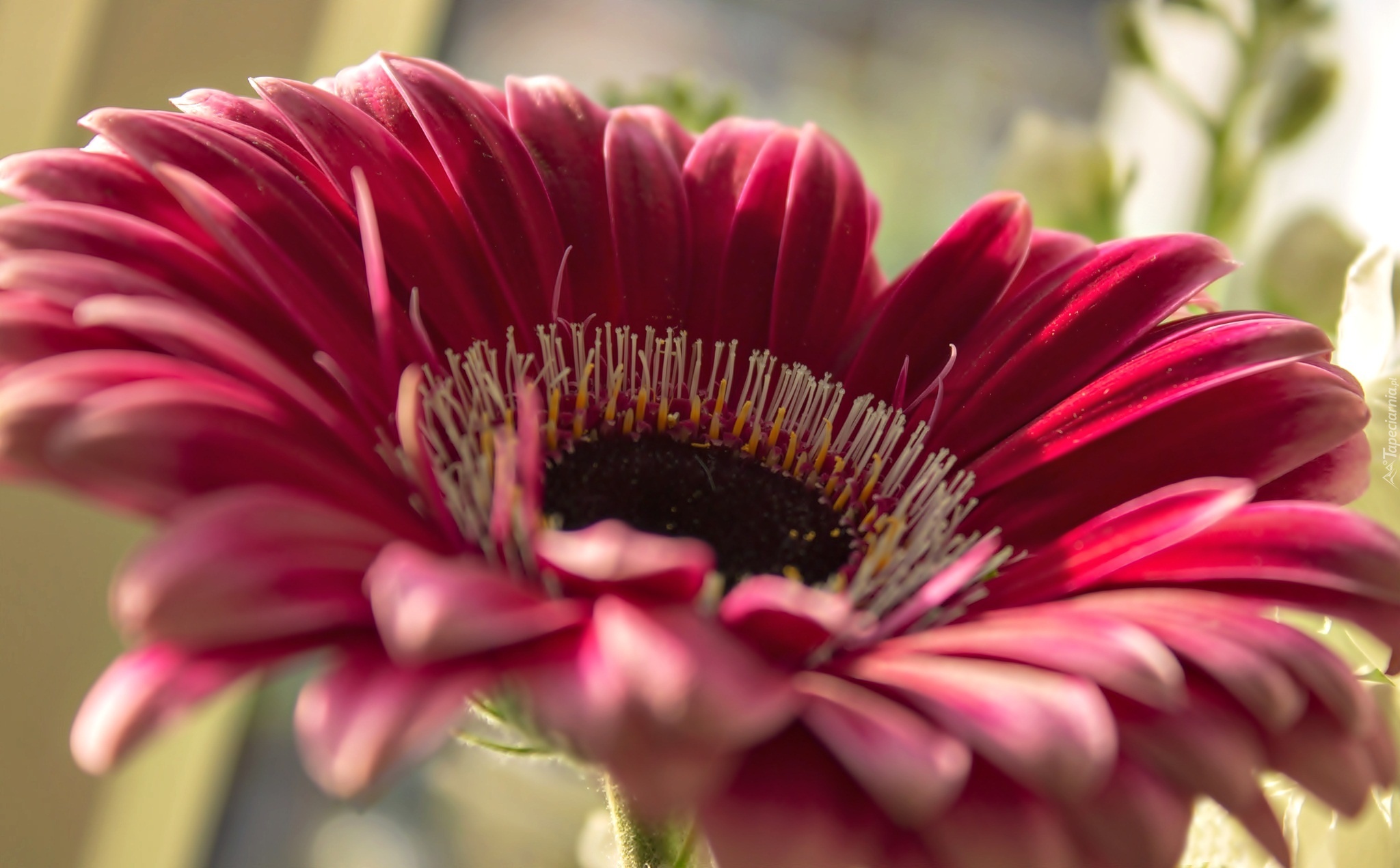 Różowa, Gerbera, Makro